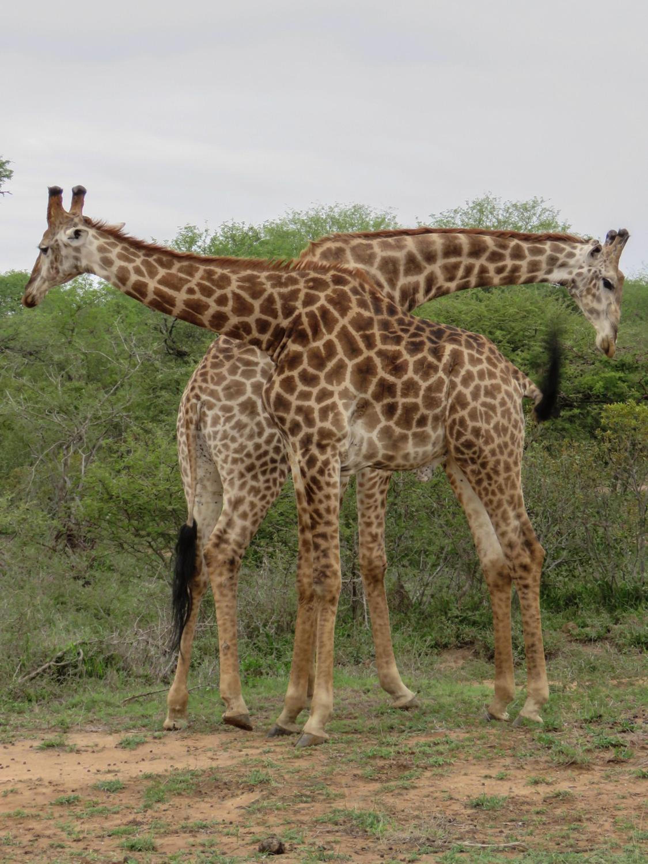Bushbaby River Lodge