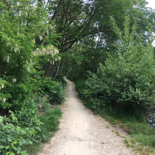 AuxiliumWellness Get Back to Serenity