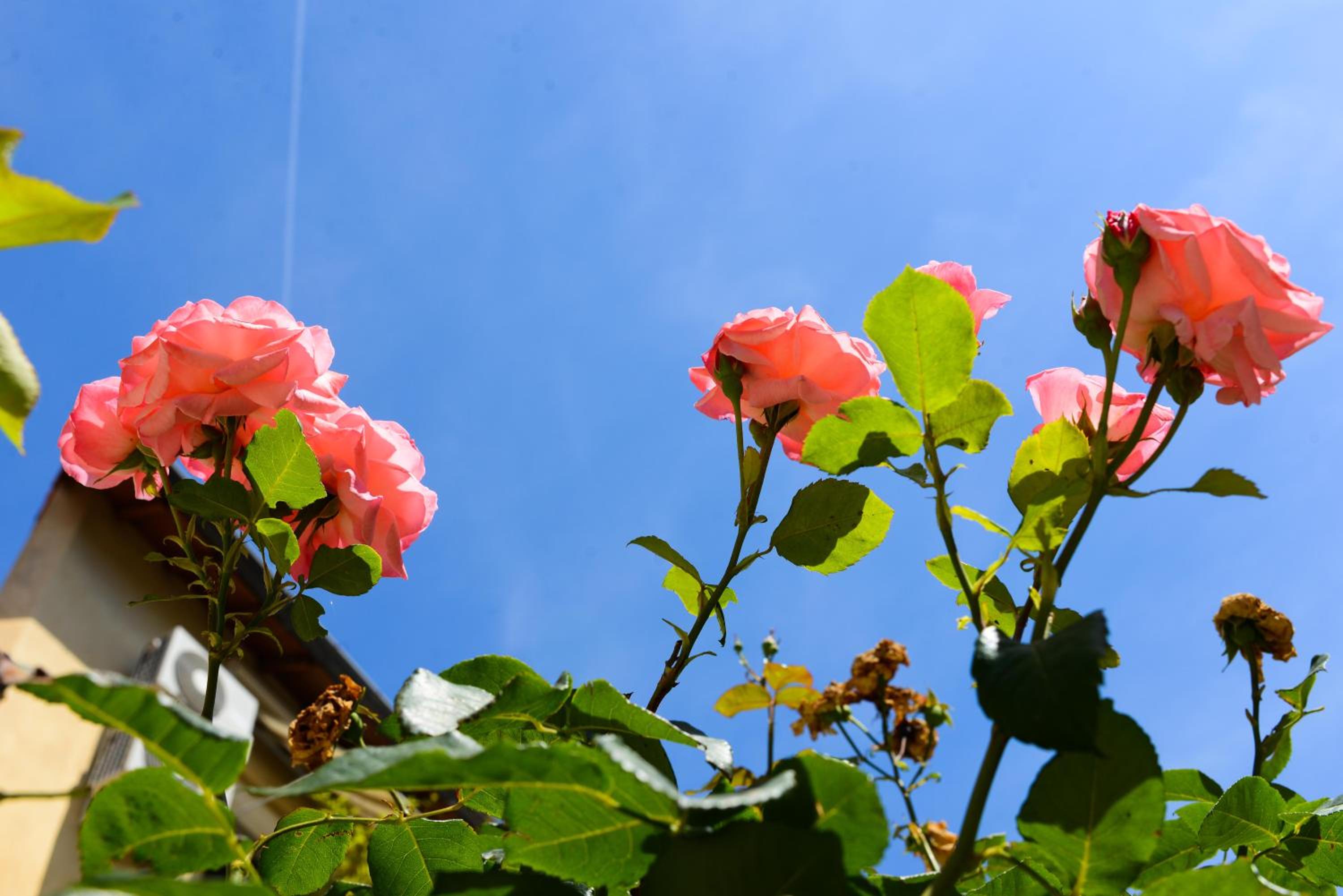 Studio les Hortensias