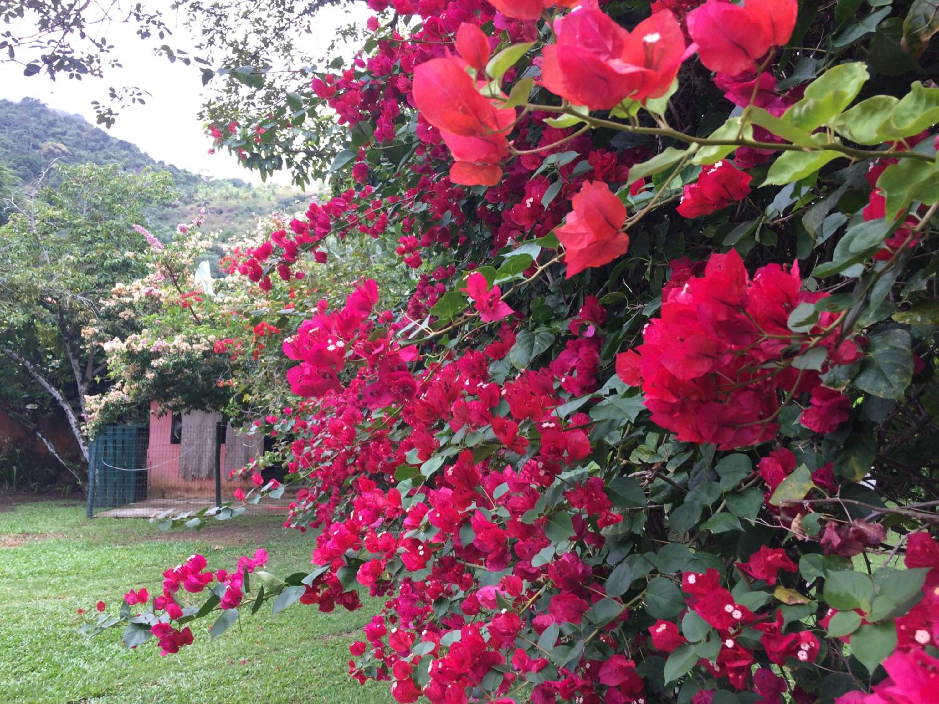 Casa Colonial Térrea no Saco da Capela em Ilhabela