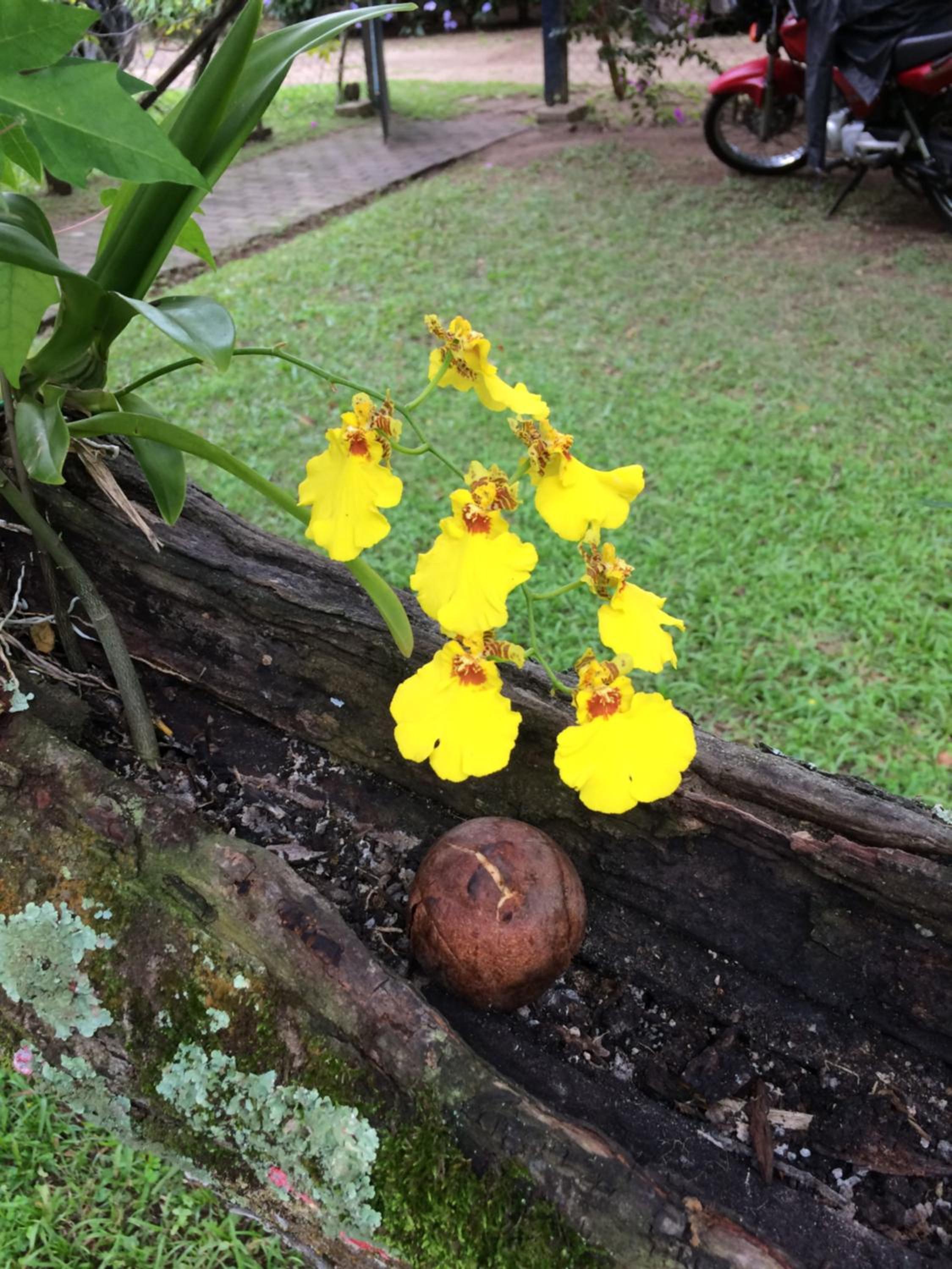 Casa Colonial Térrea no Saco da Capela em Ilhabela