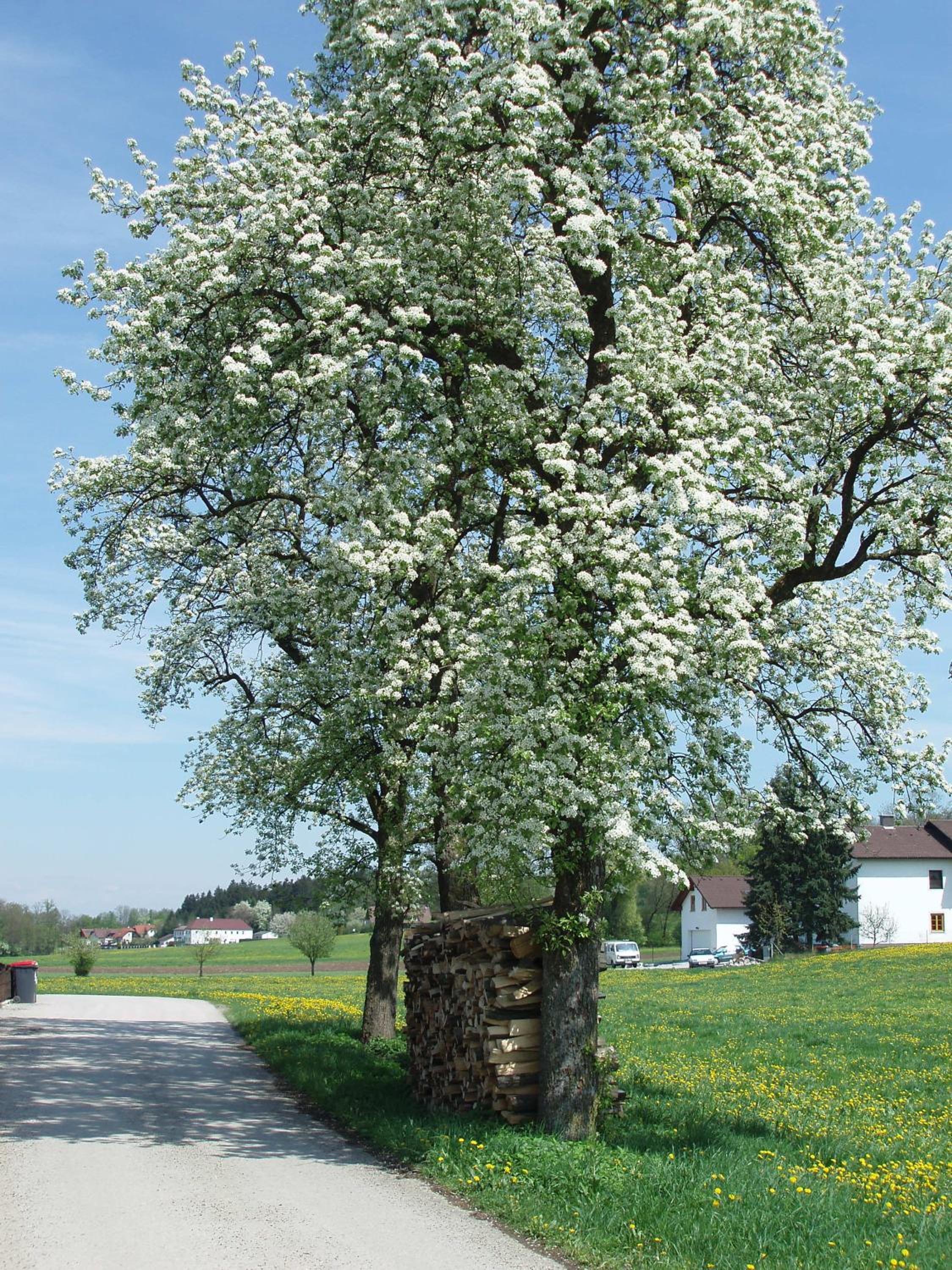 Gasthof Zur Linde