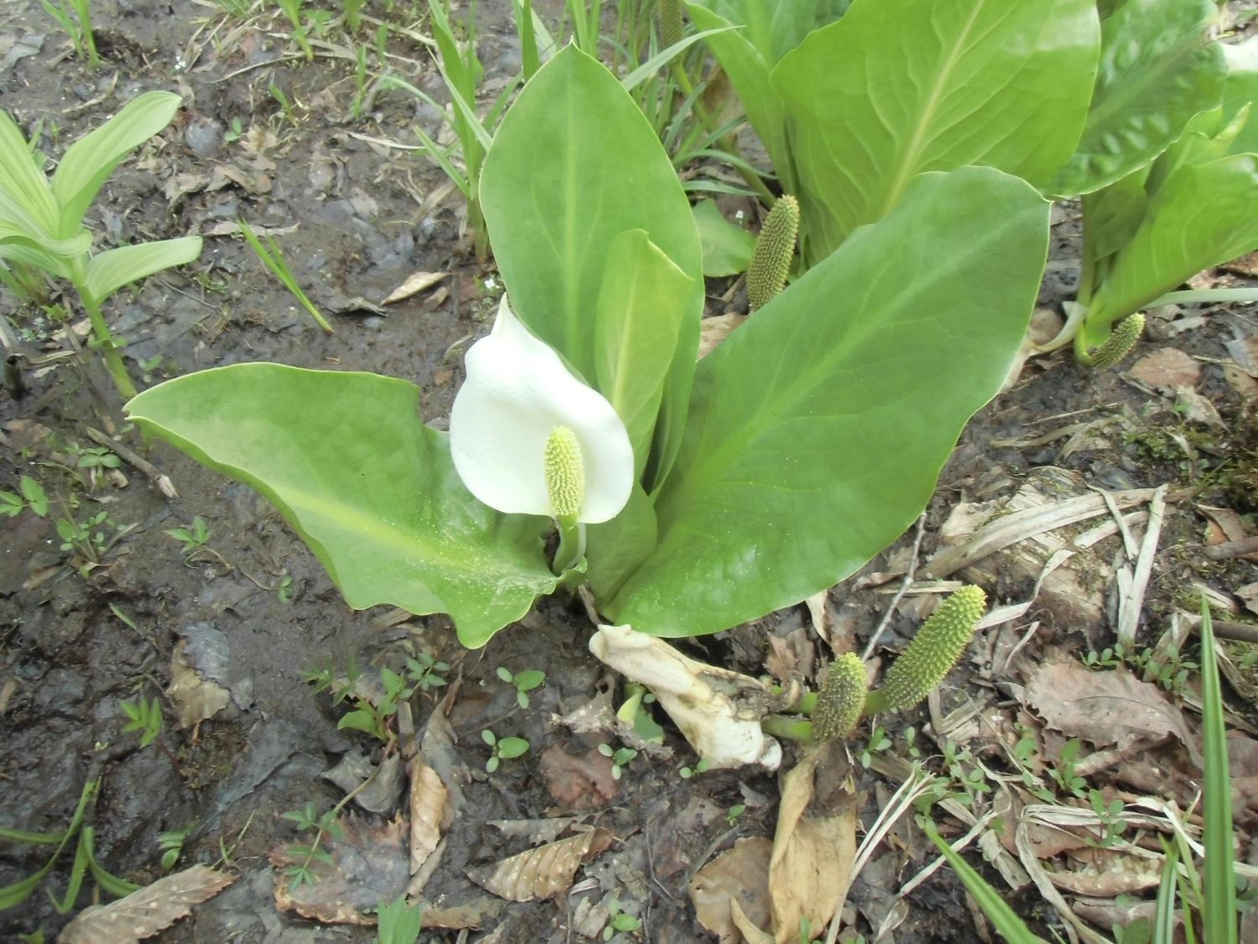 Pension Rapan