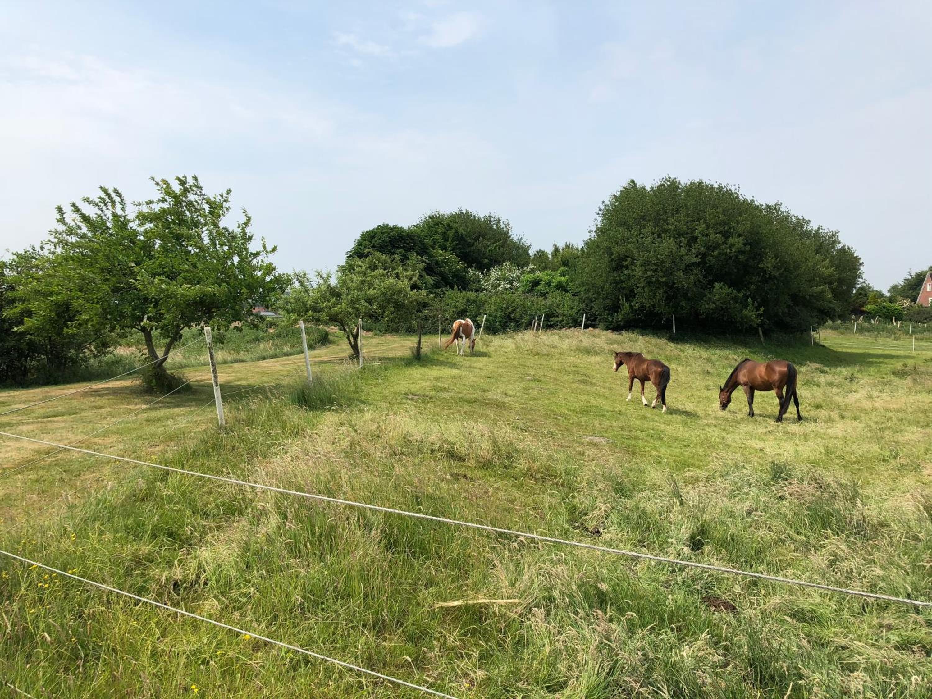 Ferienwohnungen Am Mühlenhügel view 2