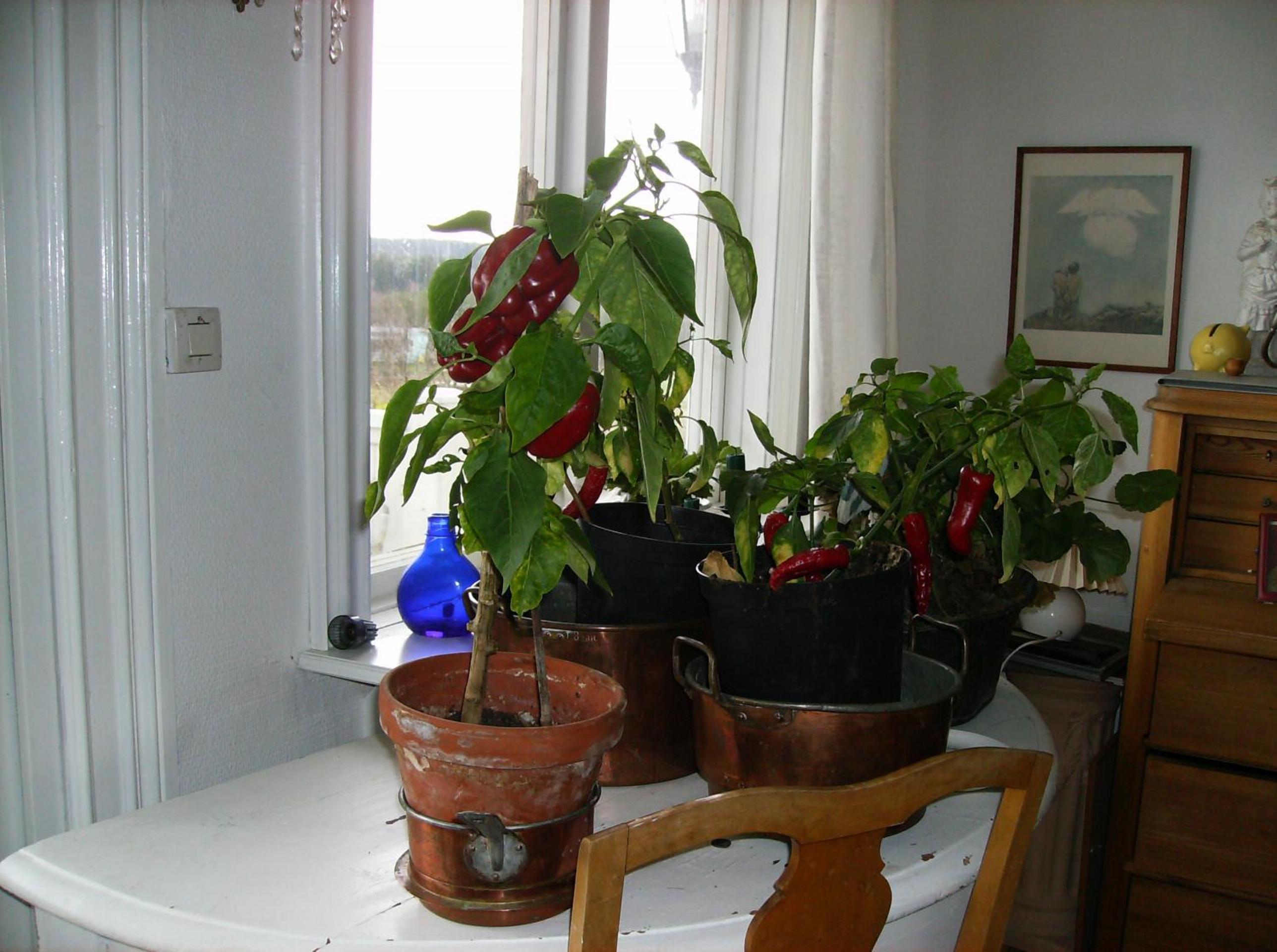 Photo 31