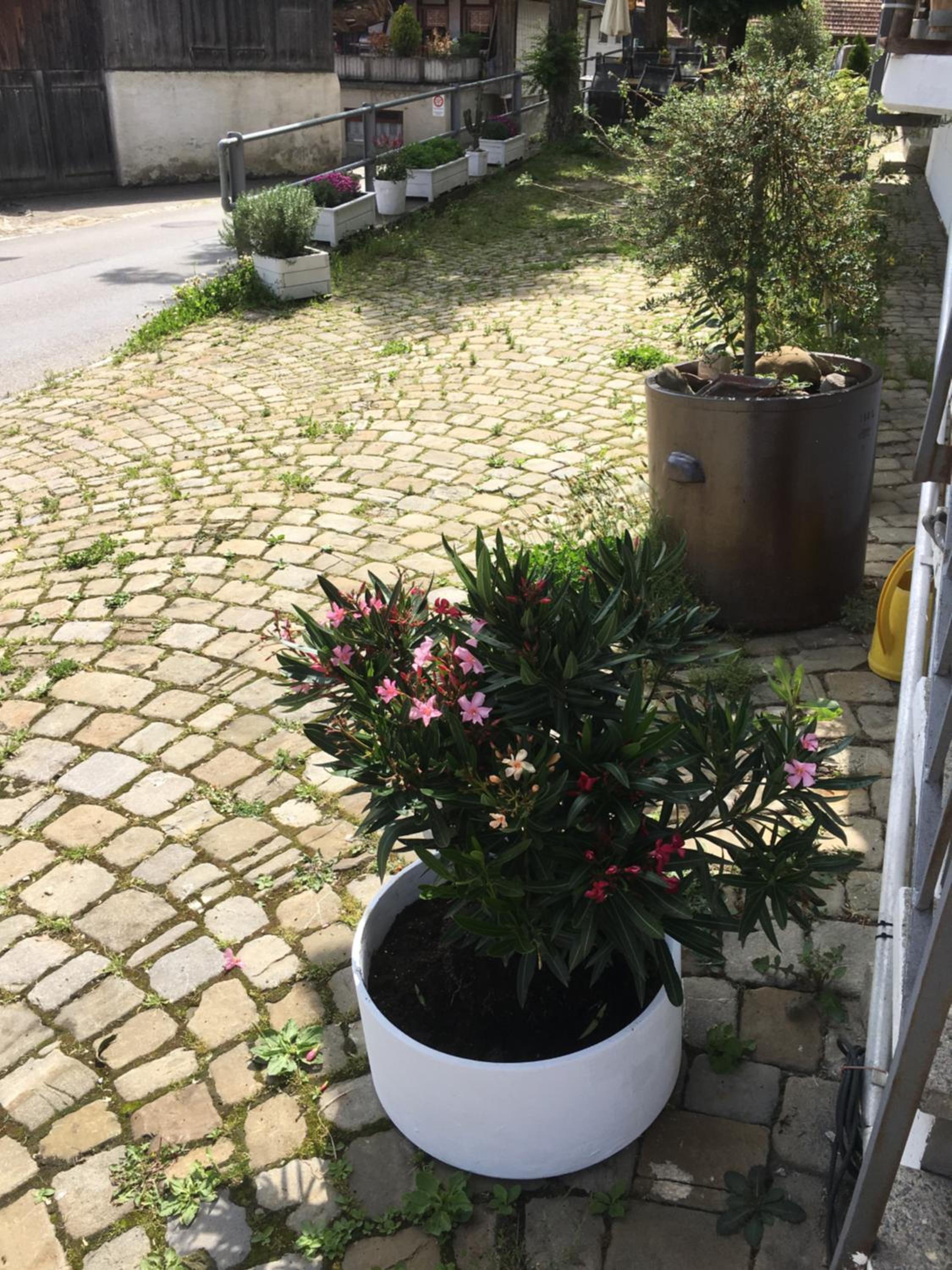 B&B Bären