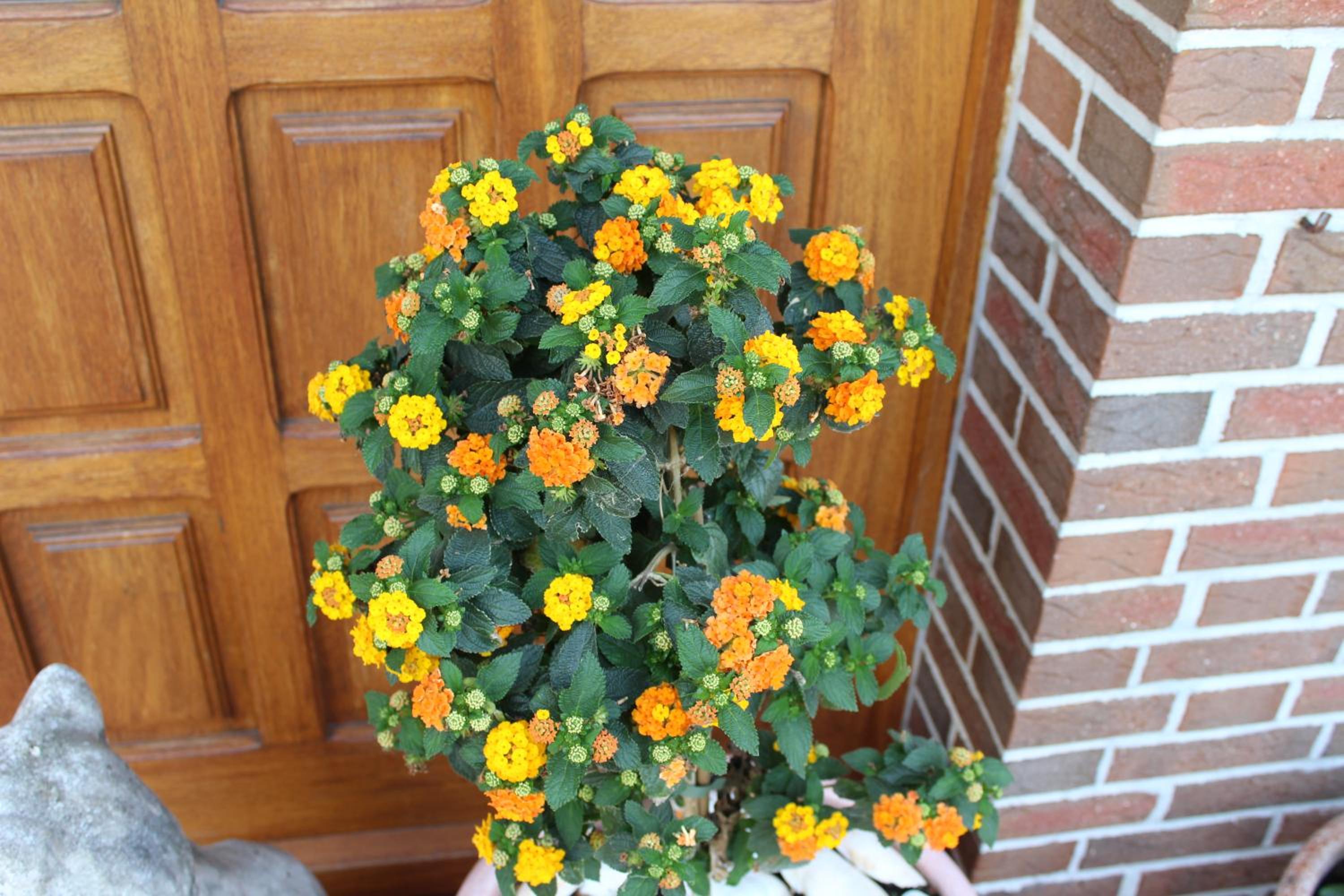Photo 36