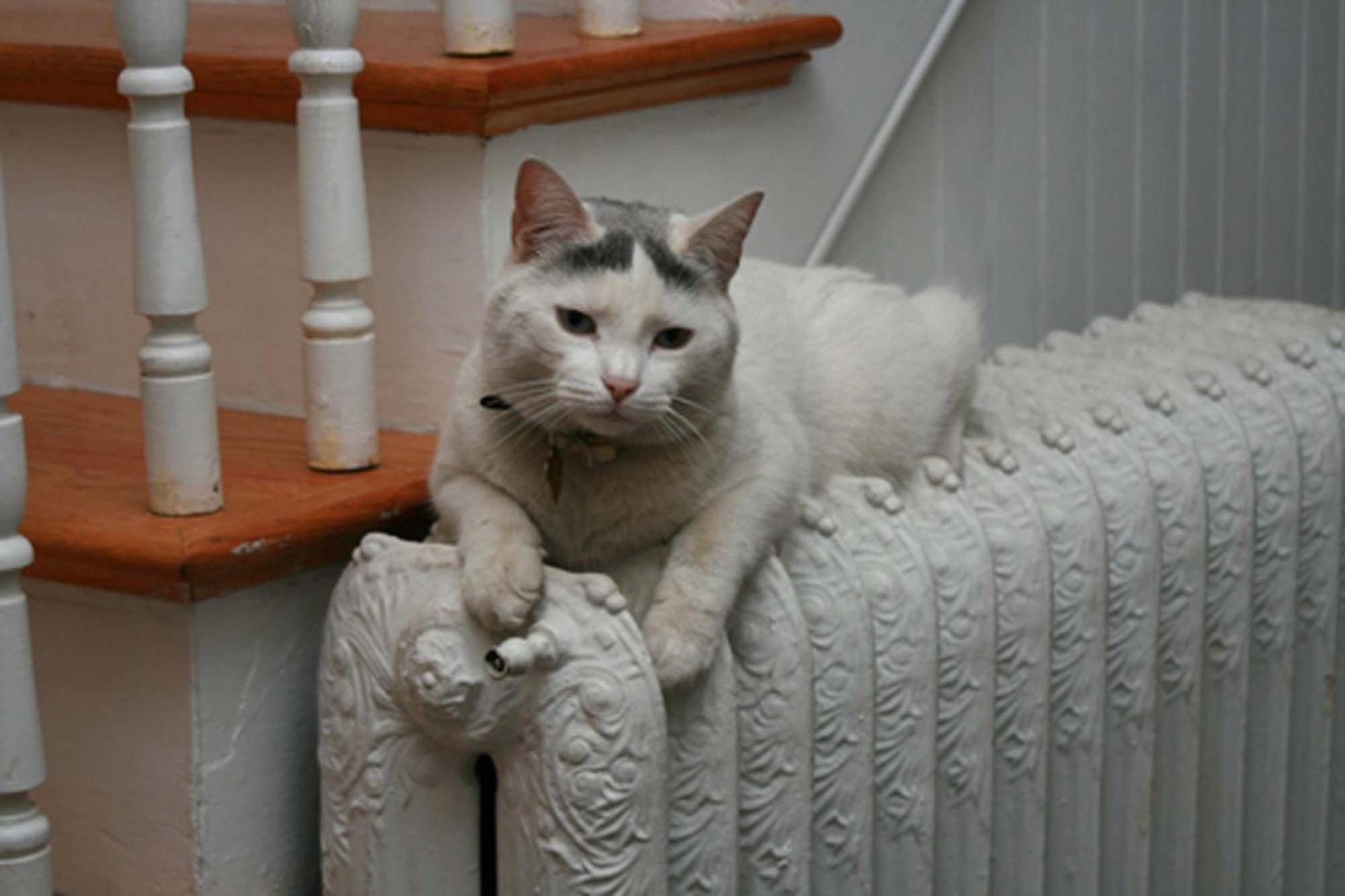 Photo 20