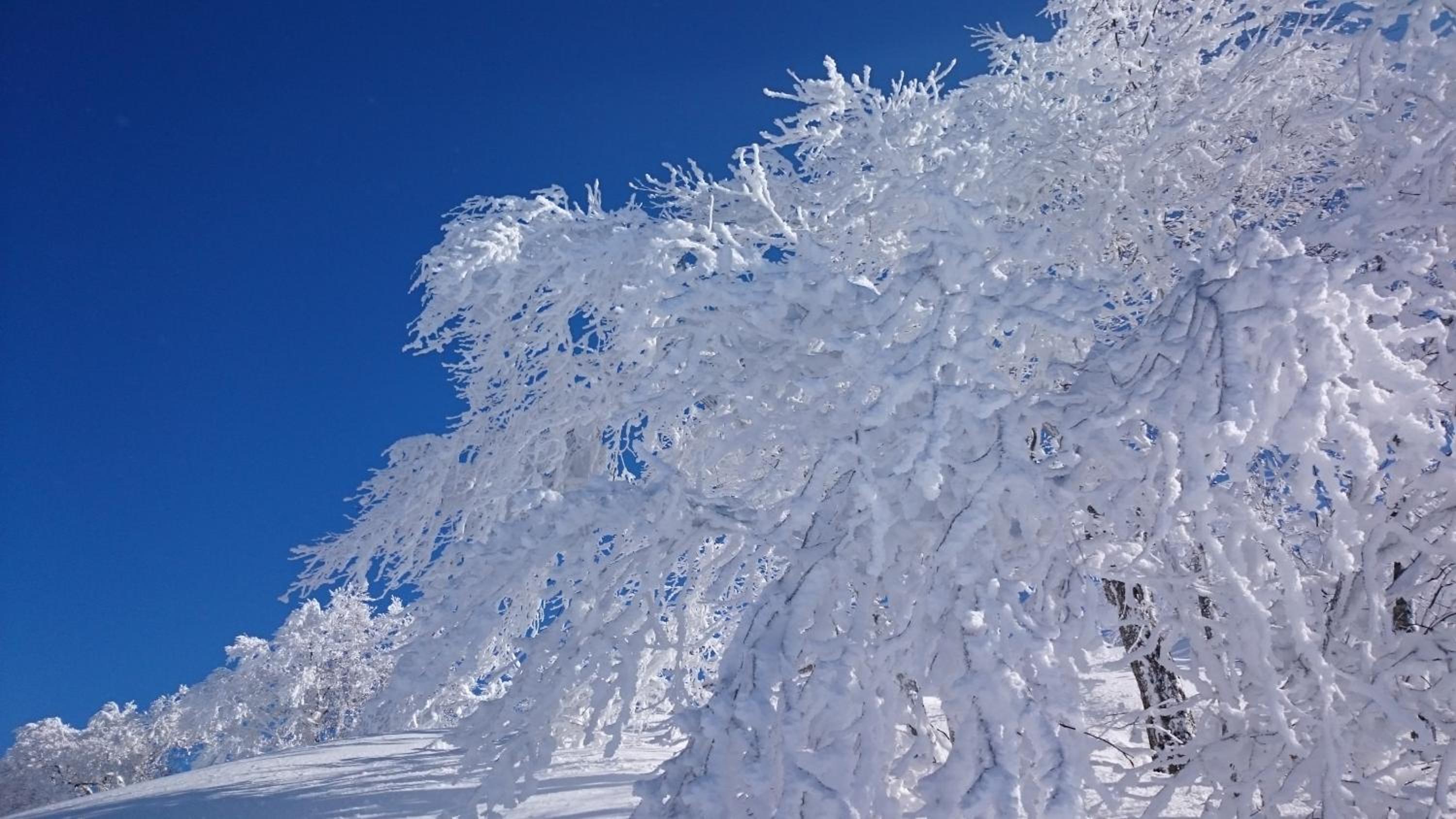 Nozawa Dream