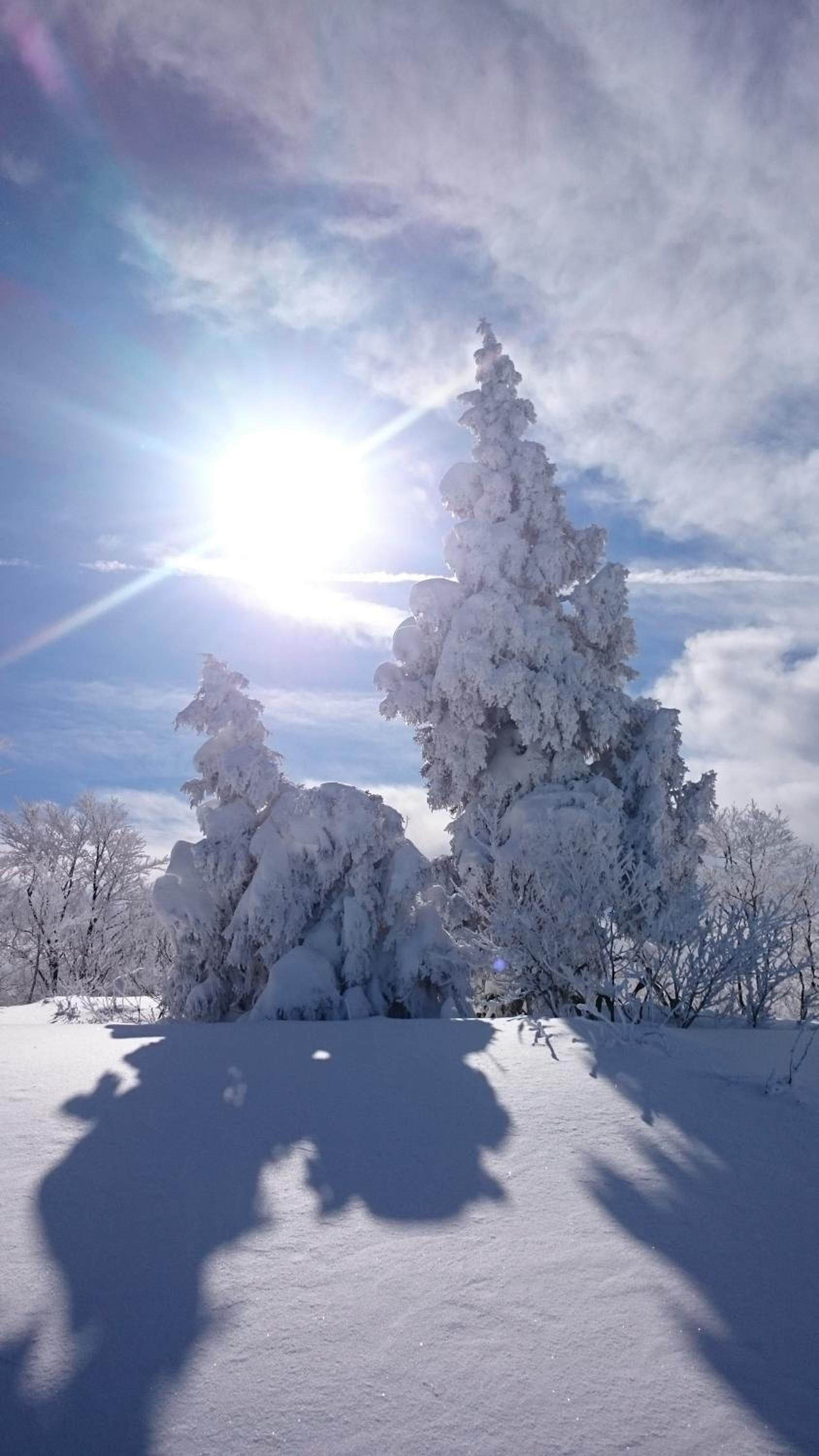 Nozawa Dream