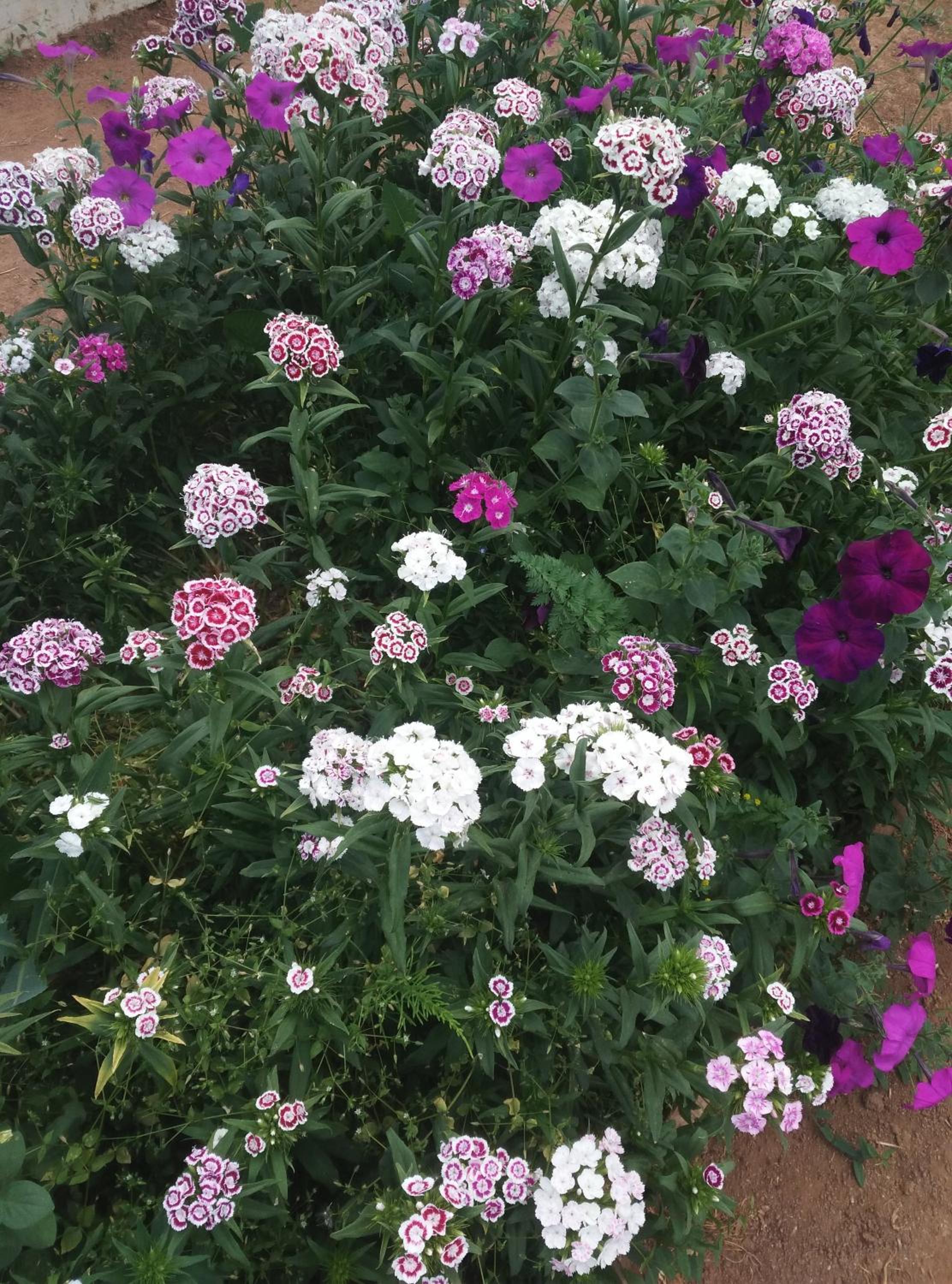 Curovac Nature
