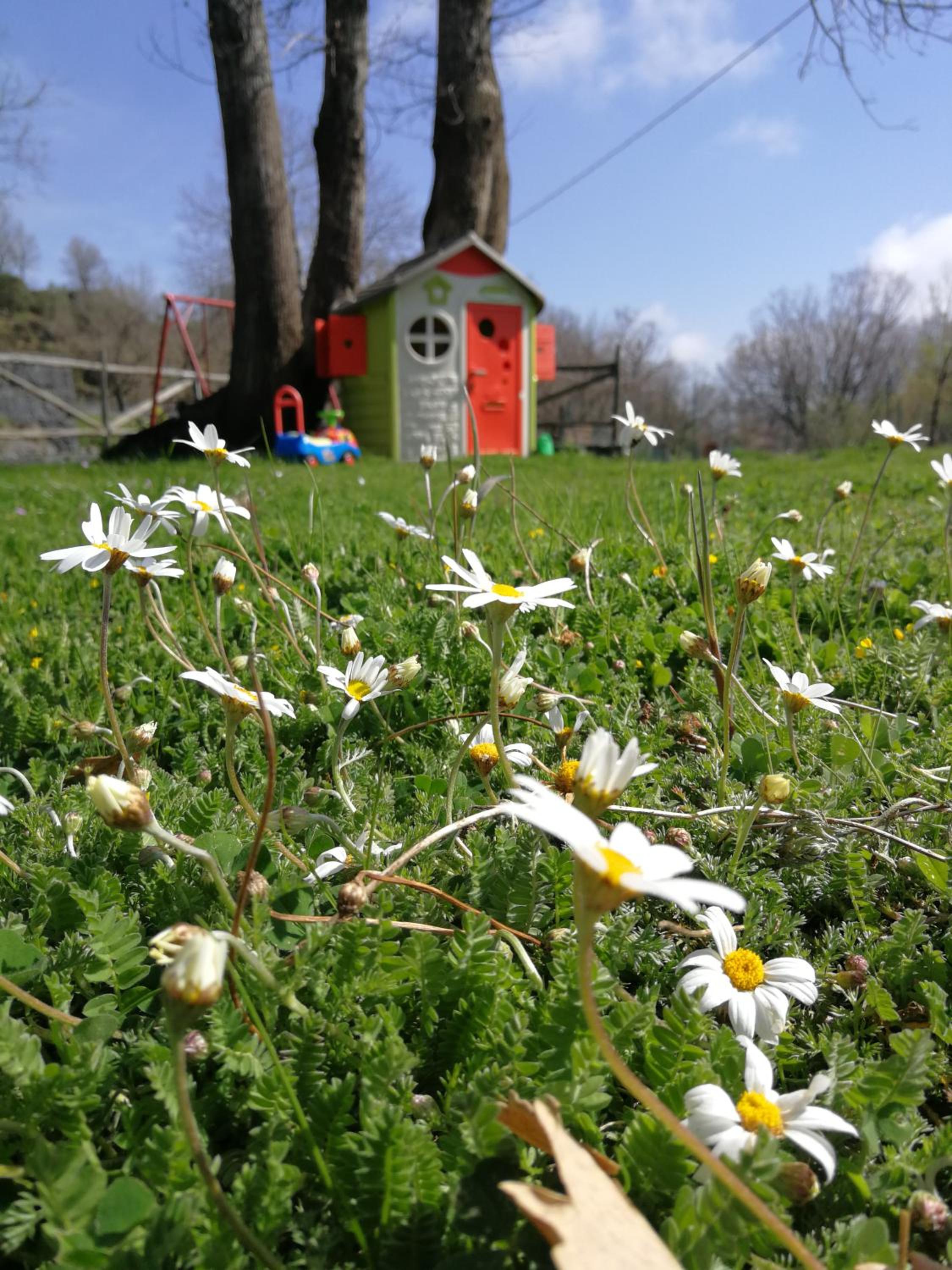 Viola Nel Parco
