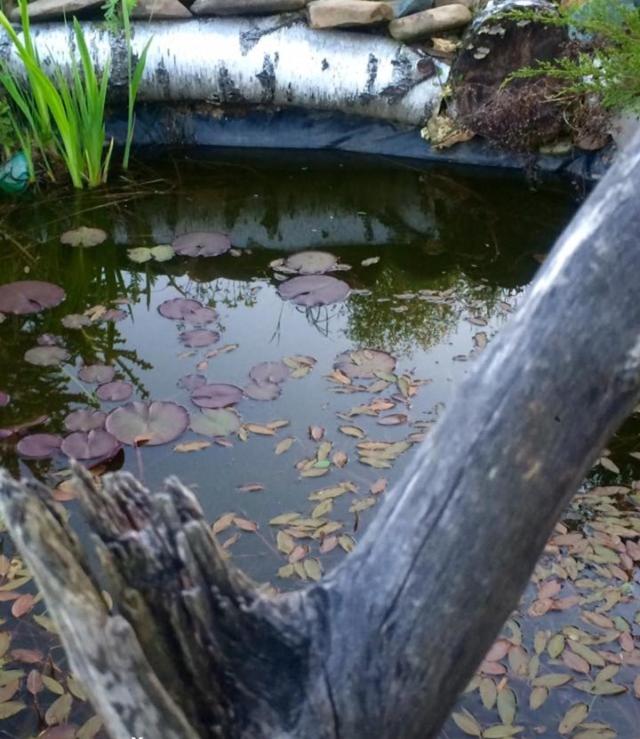 Photo 36