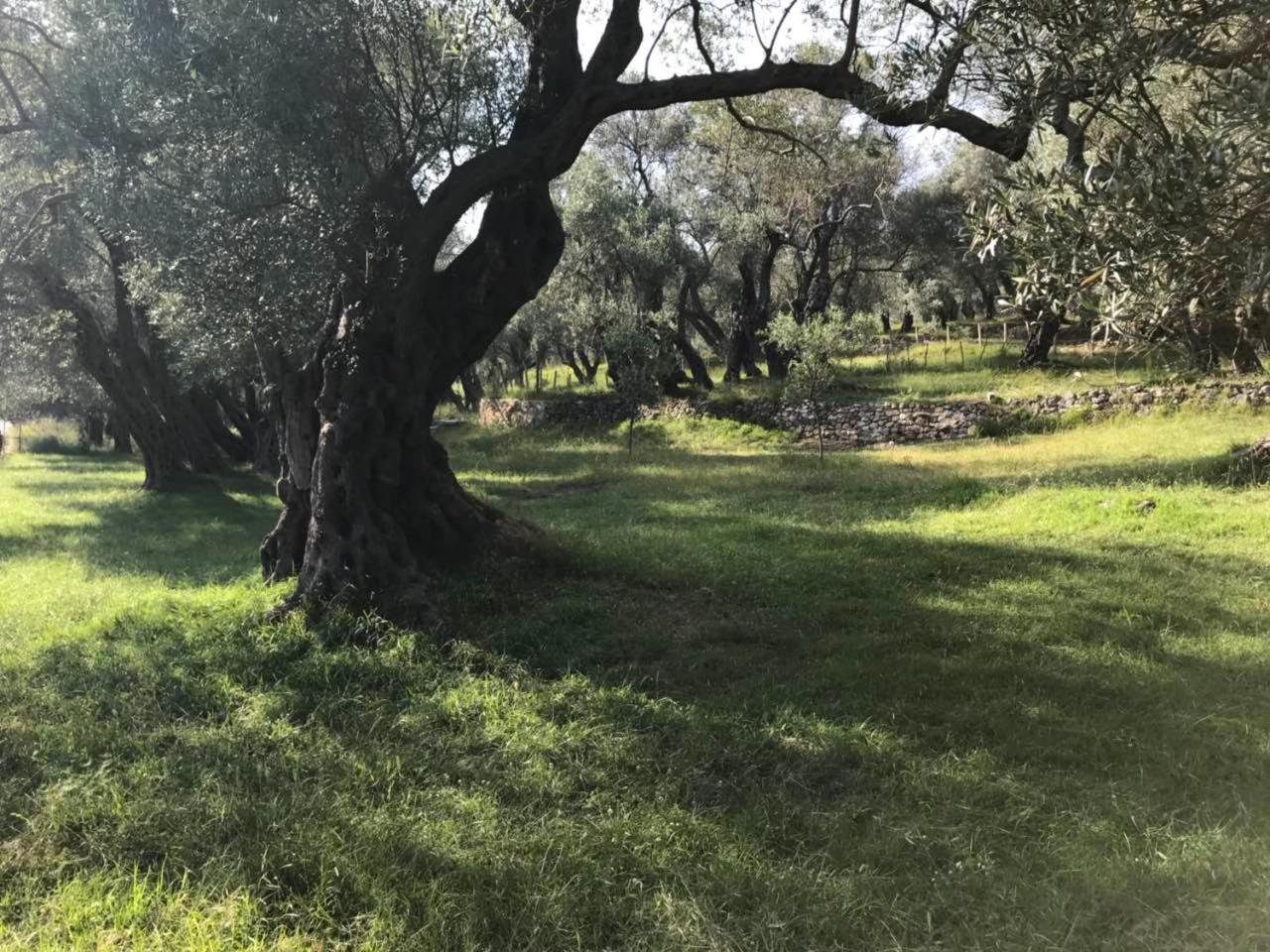 Olive Paradise