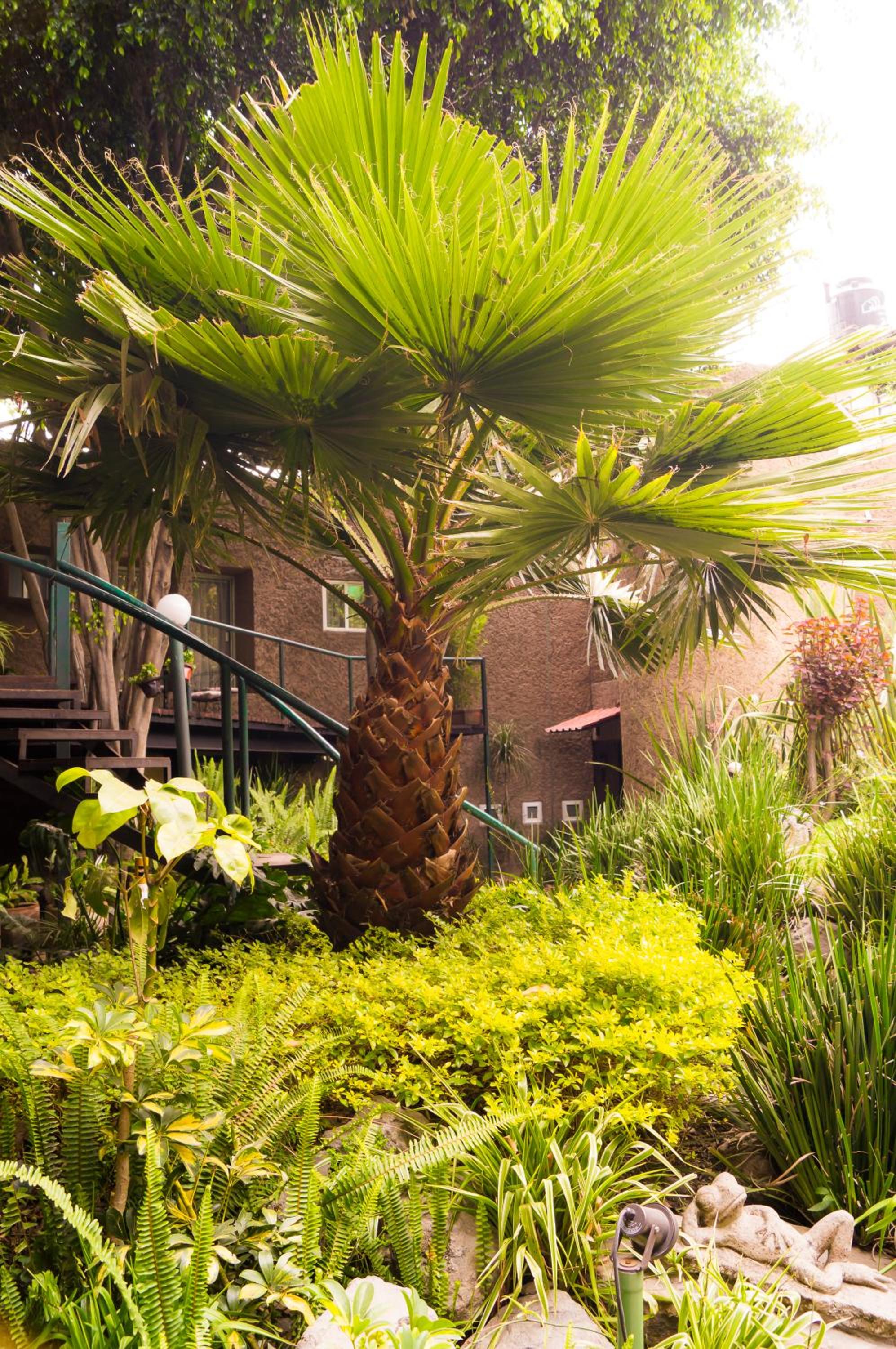 Suite 3B La Paz, Welcome to San Angel view 2