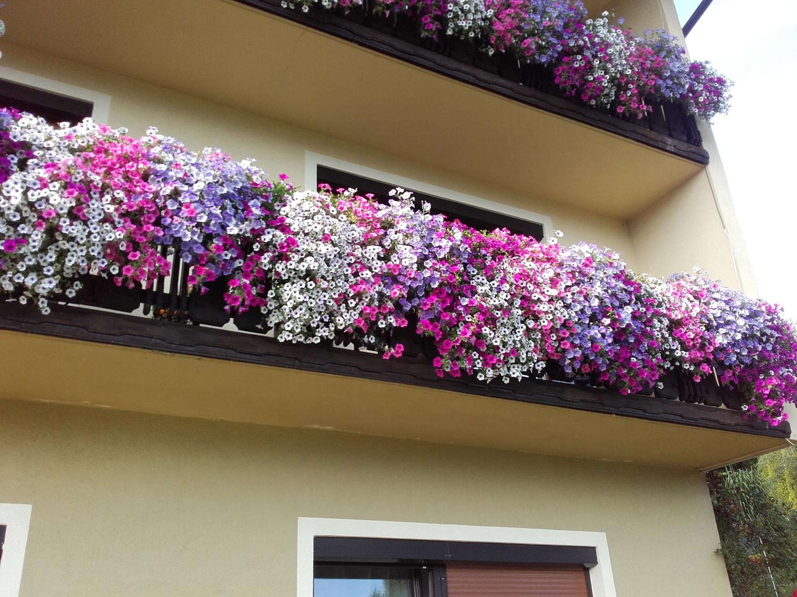 Appartement - Ferienwohnungen - Gästehaus Gabriele