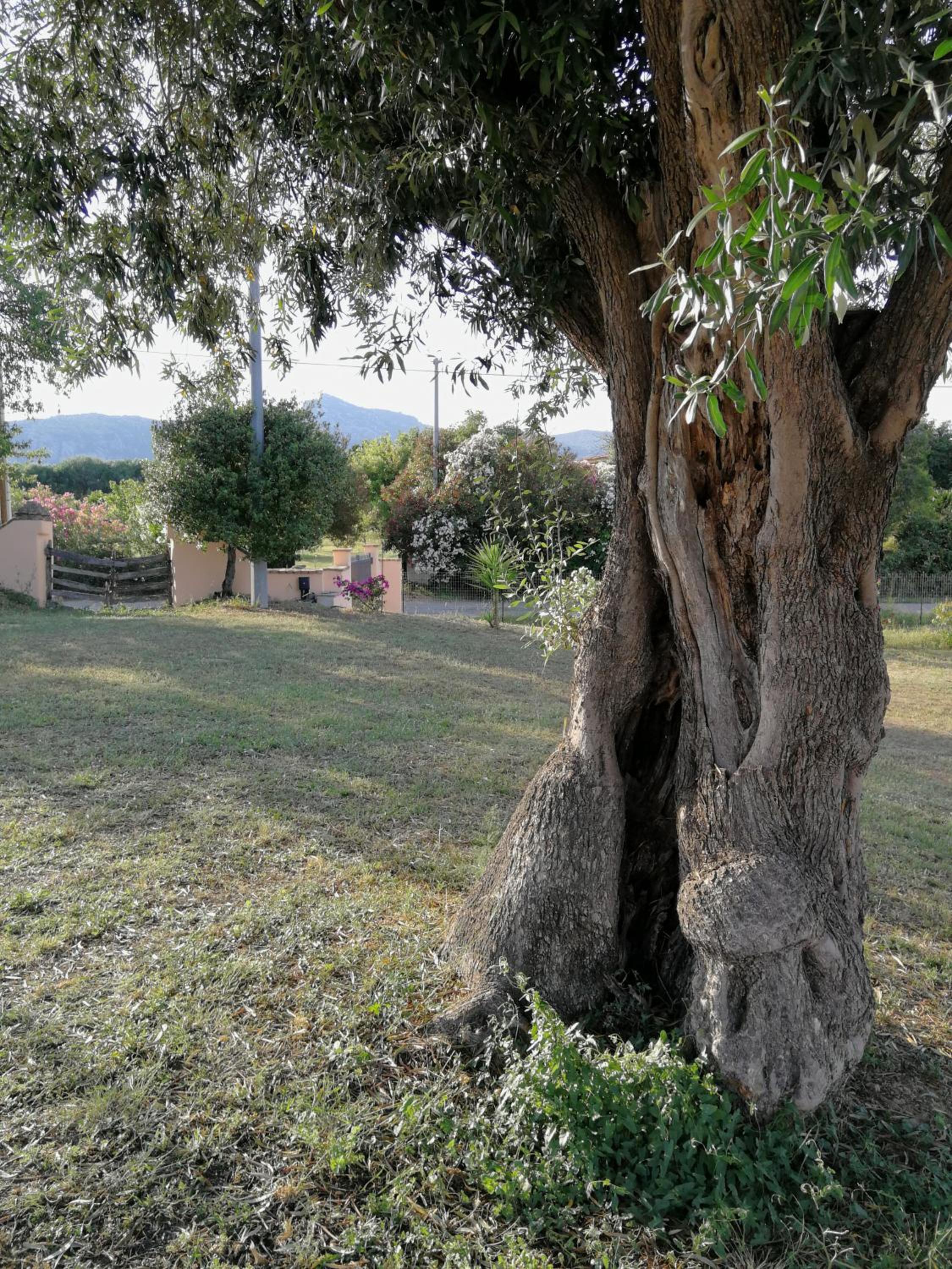 I due Ulivi - strada per La Caletta view 3