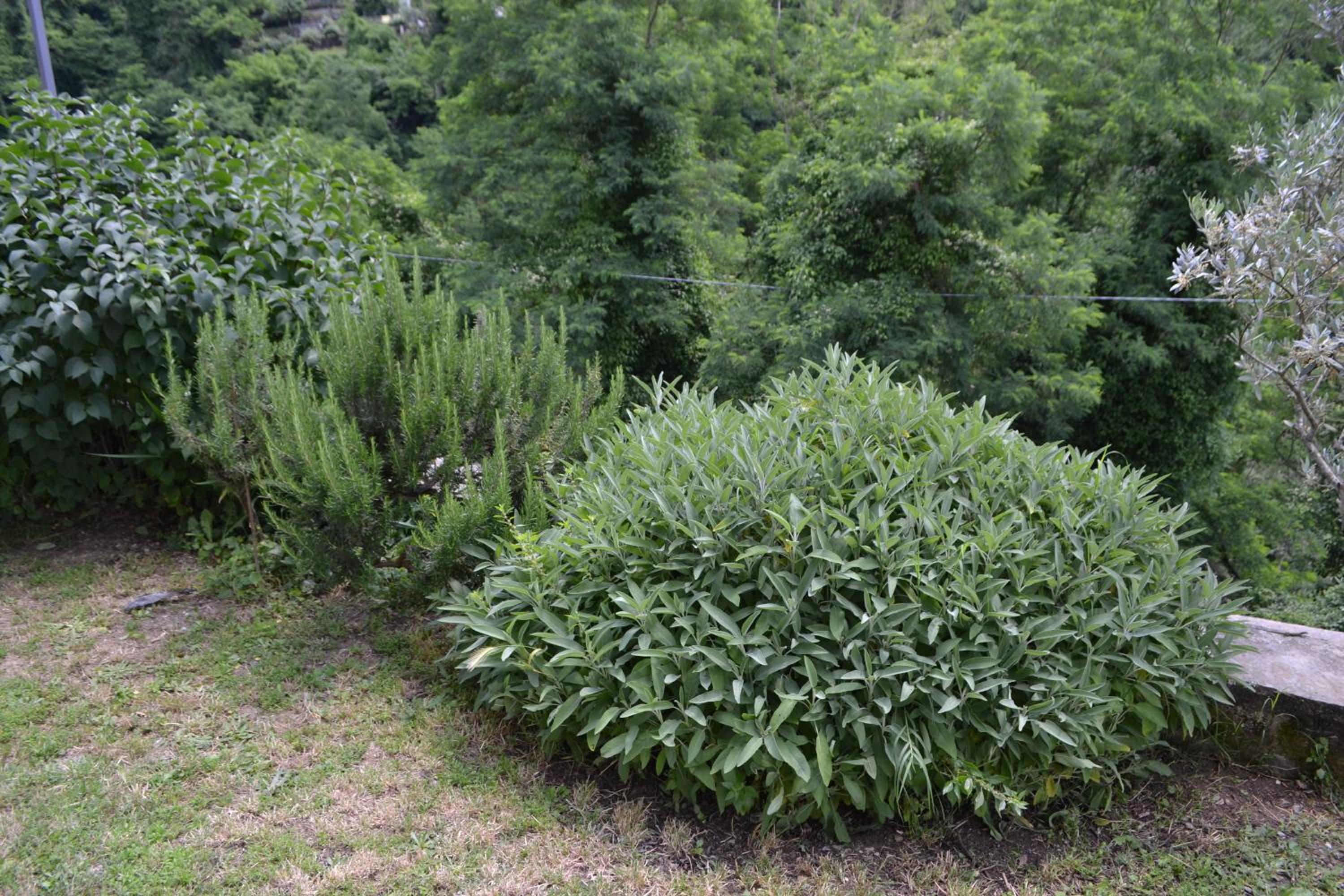 La Limonaia di Casagrande