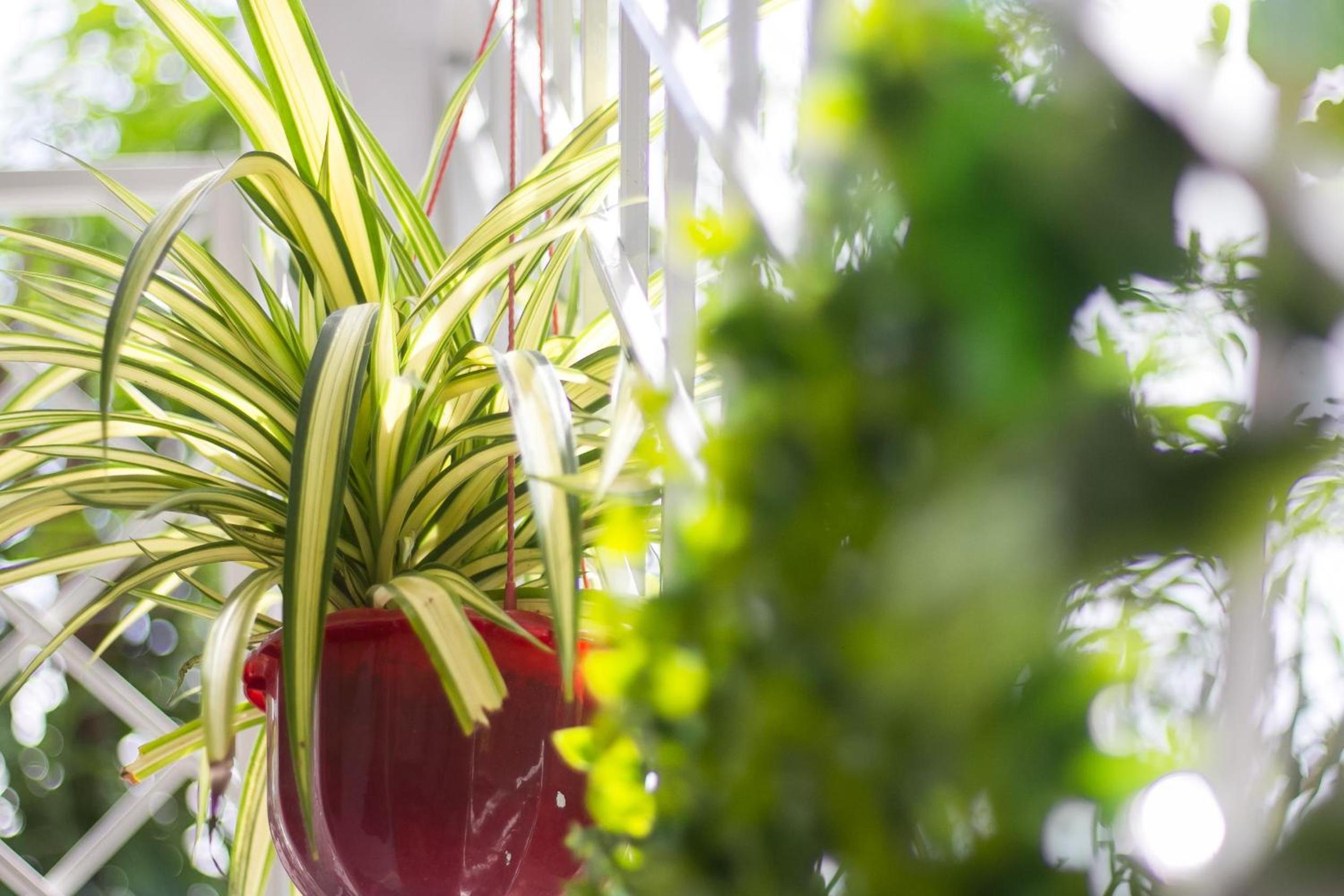 Bean Grass Homestay