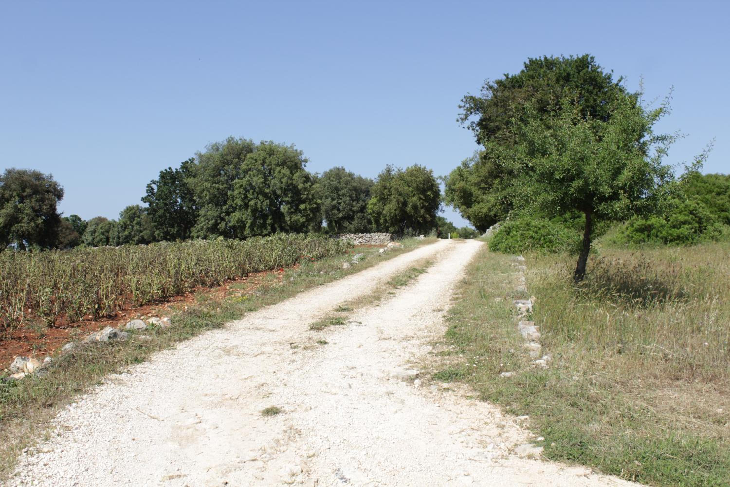 La Suite nel Bosco