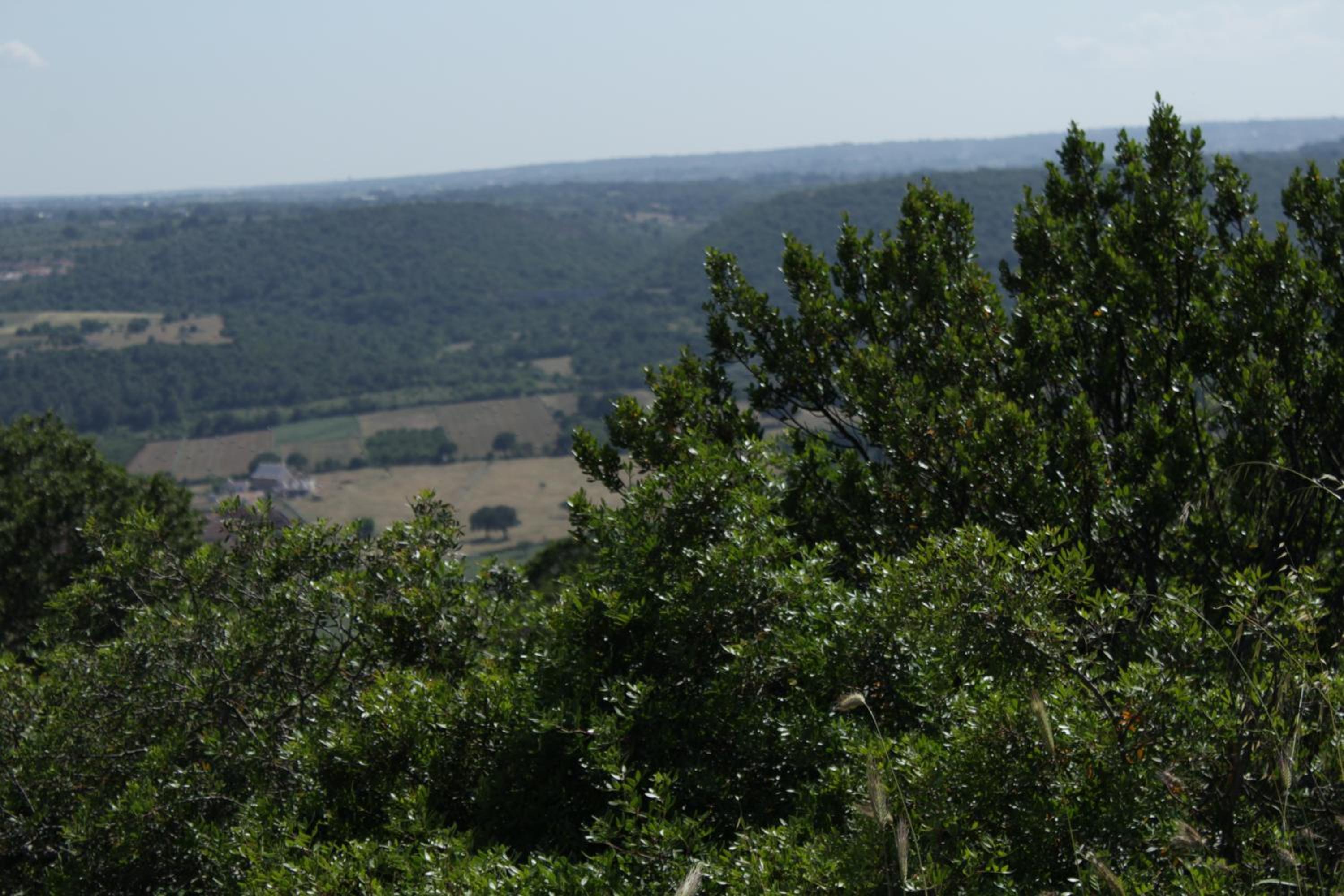 La Suite nel Bosco