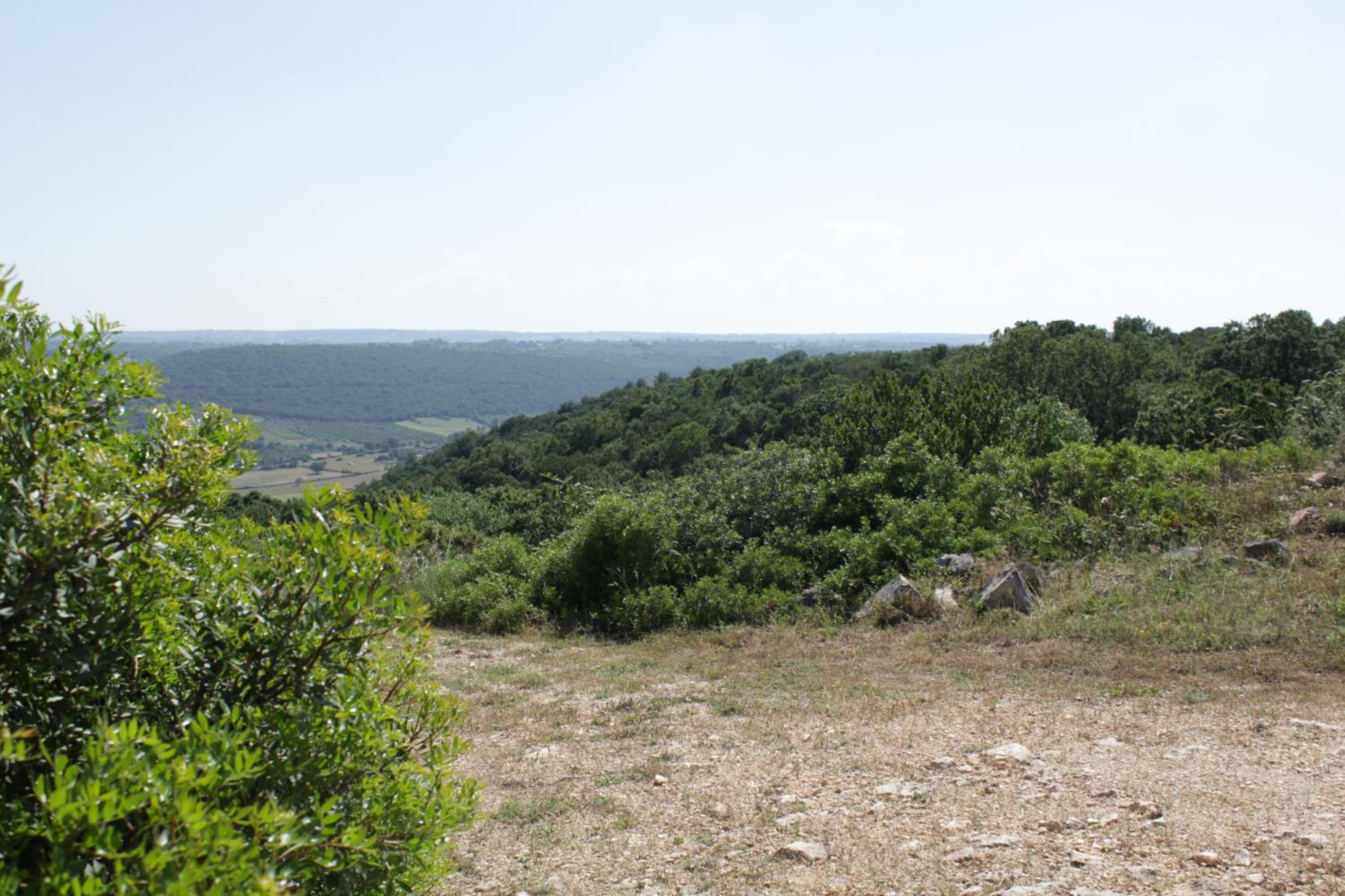 La Suite nel Bosco