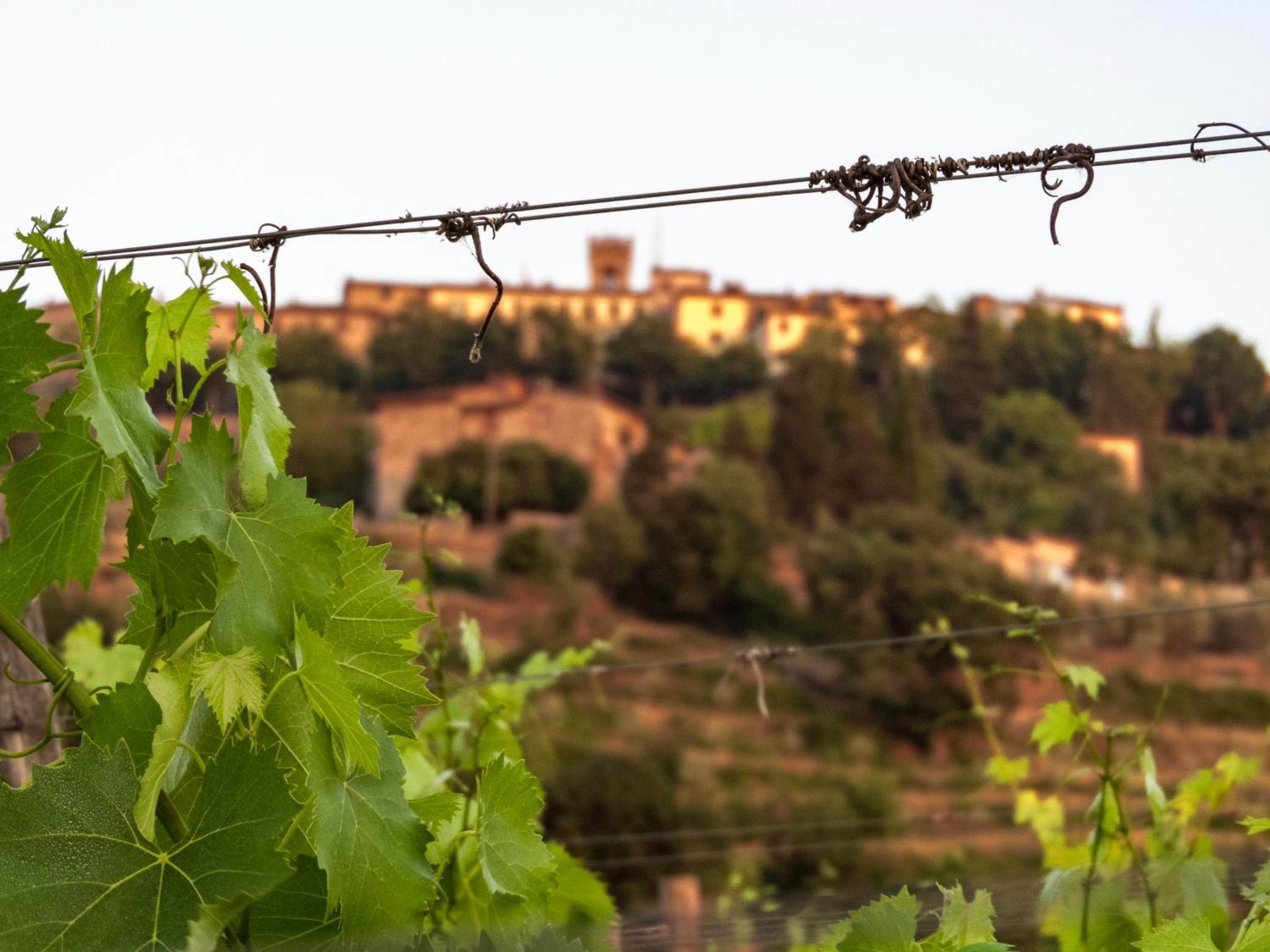 Tenuta Cortedomina