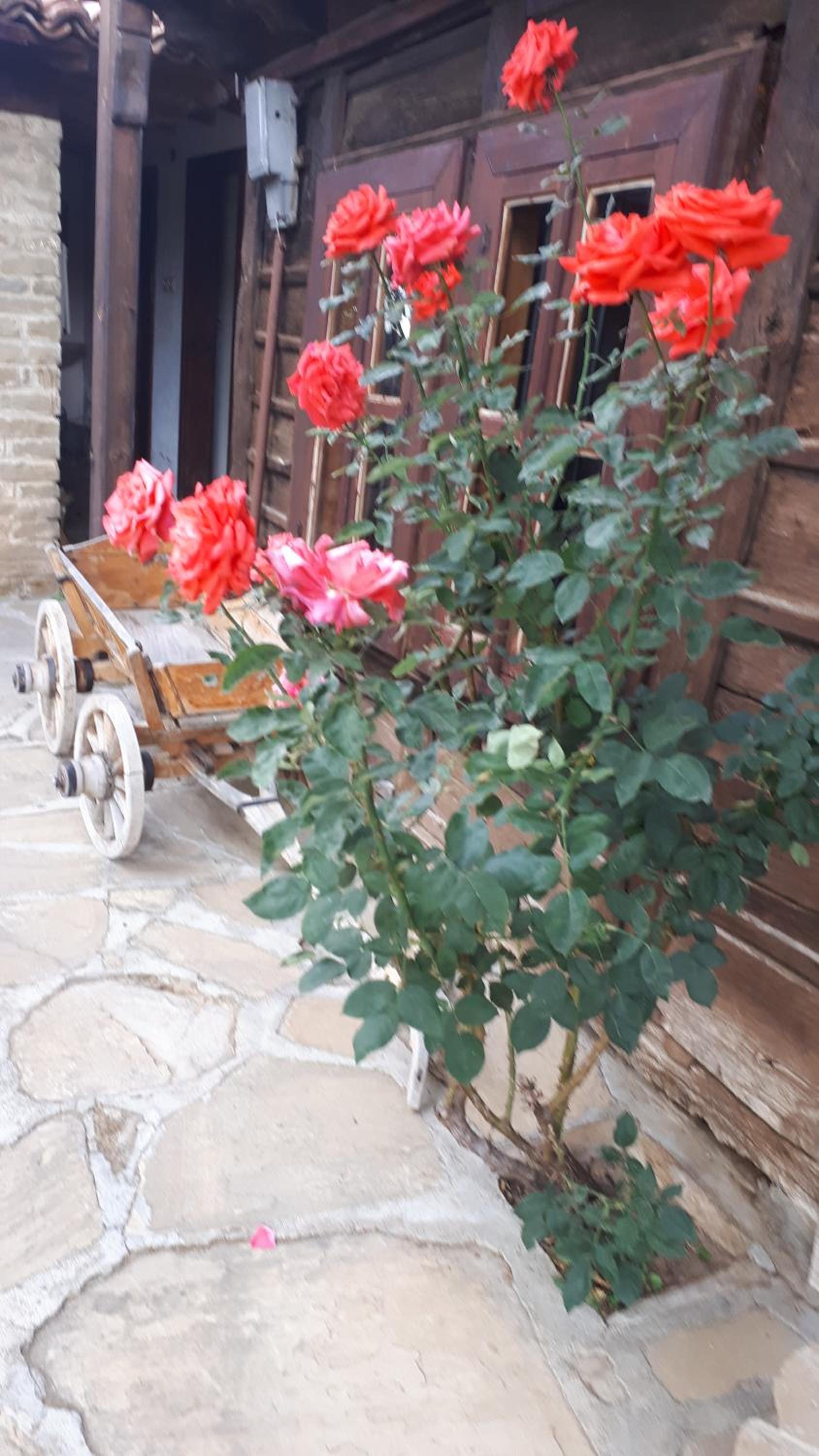 Guest House Zarkova Kushta
