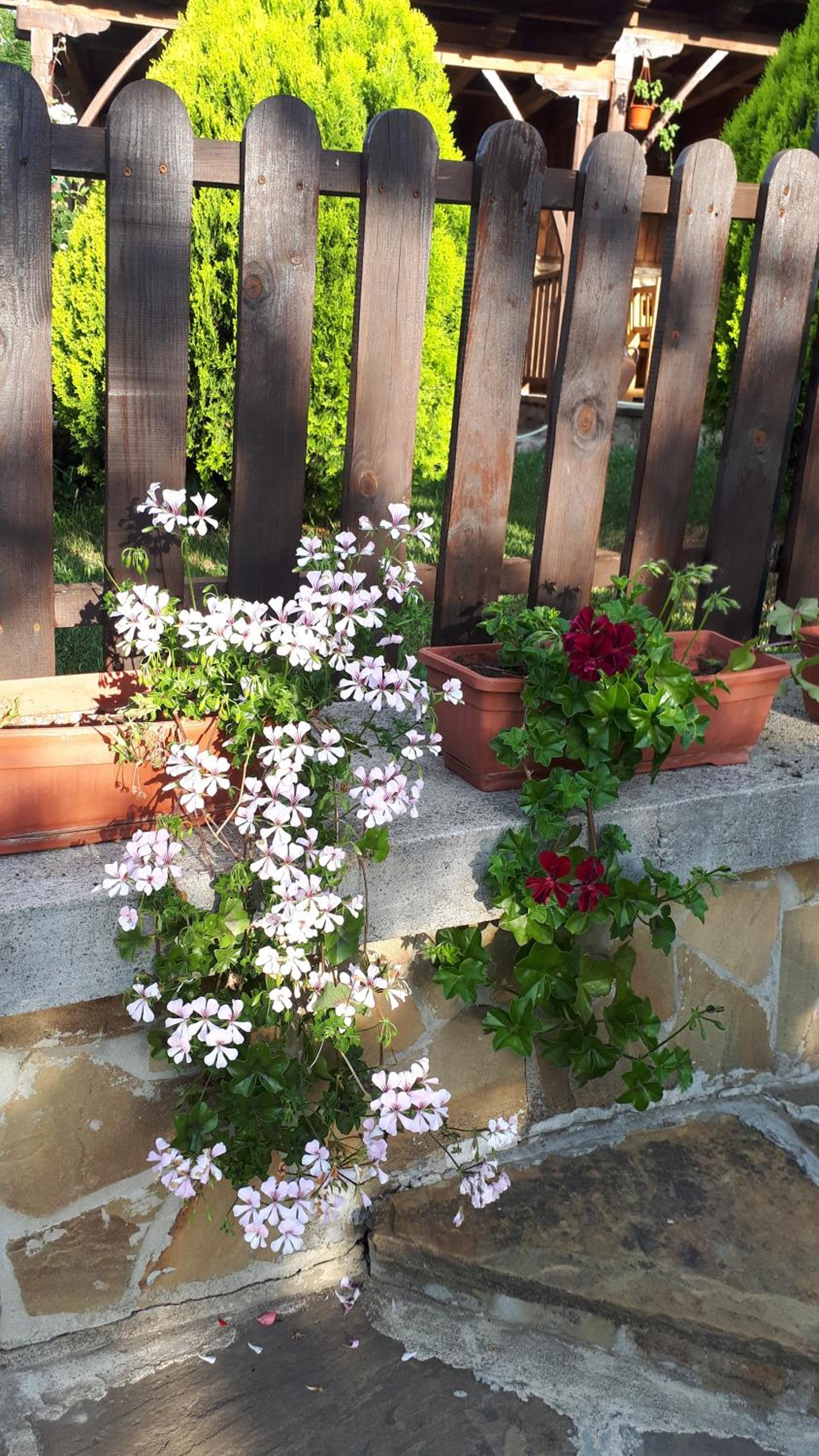 Guest House Zarkova Kushta