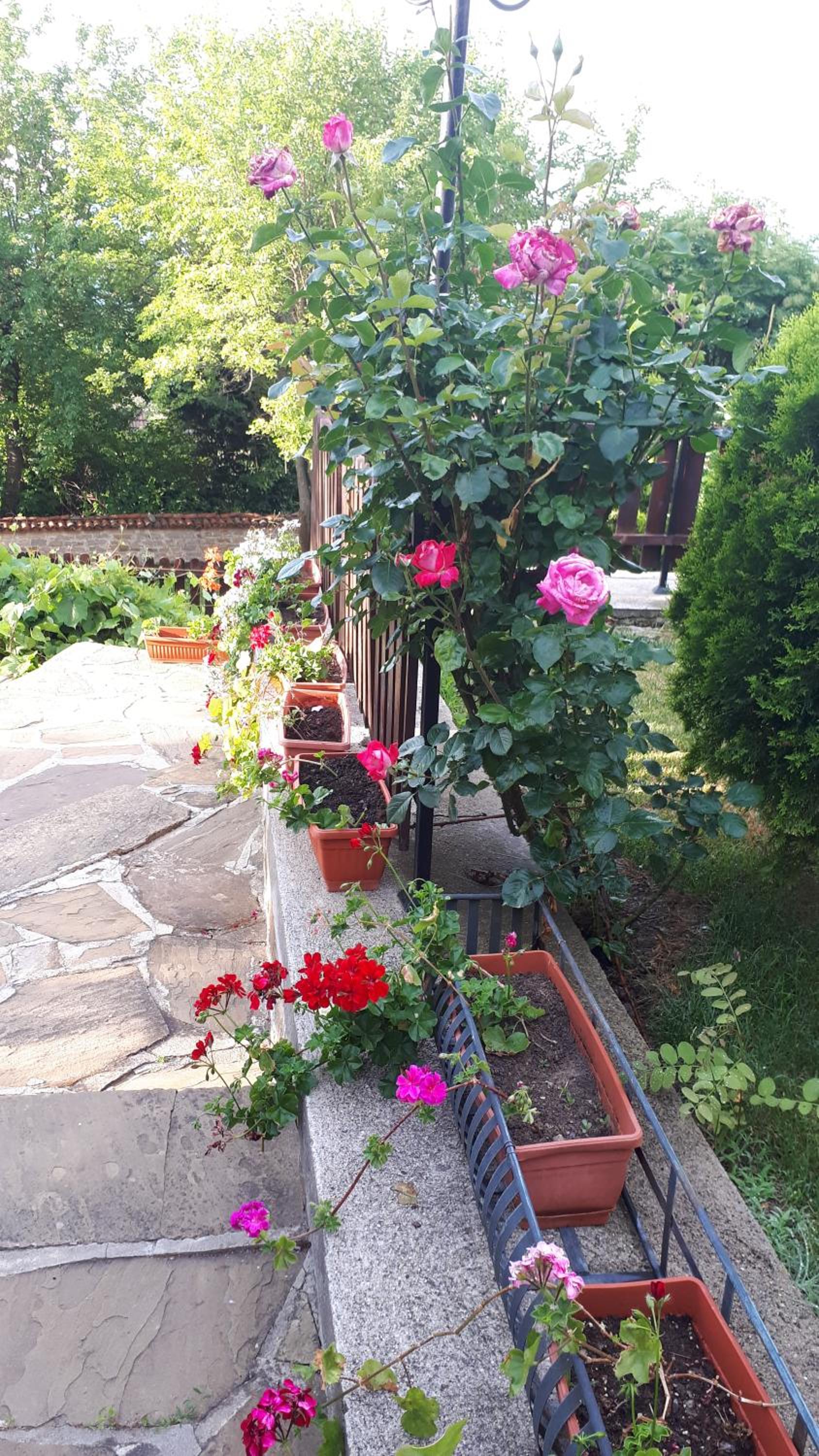 Guest House Zarkova Kushta