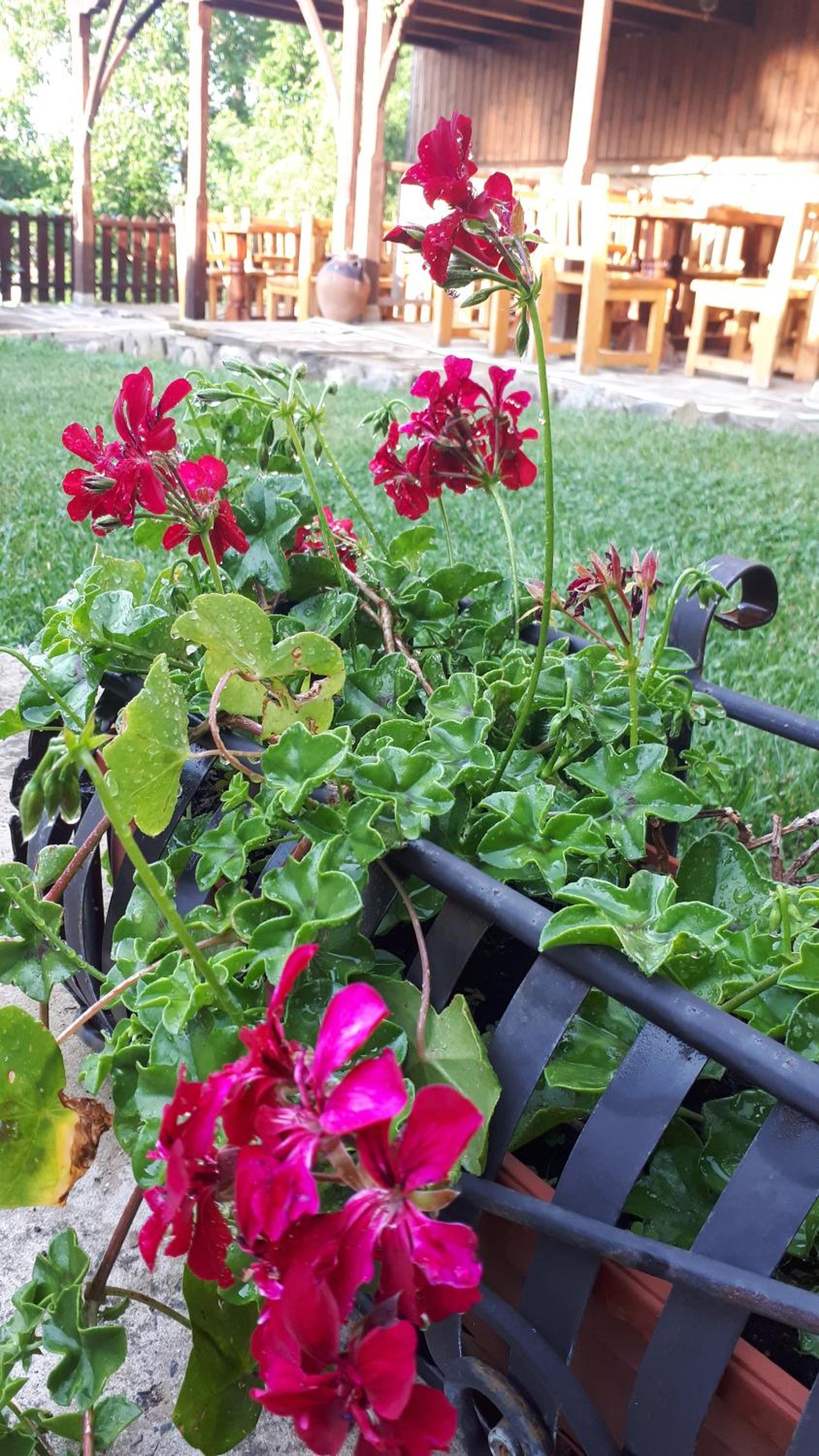 Guest House Zarkova Kushta
