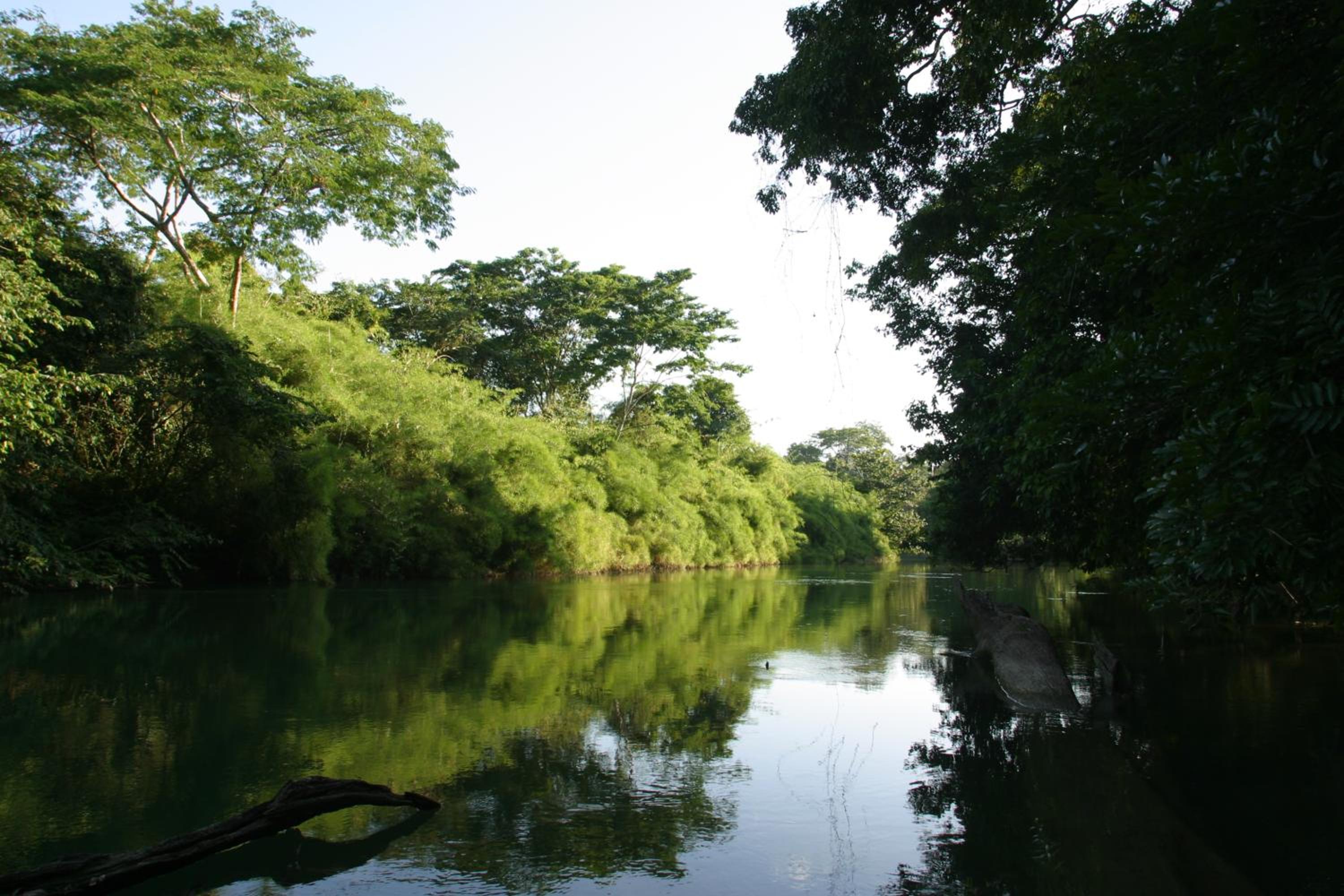 Cohune Palms River Cabanas