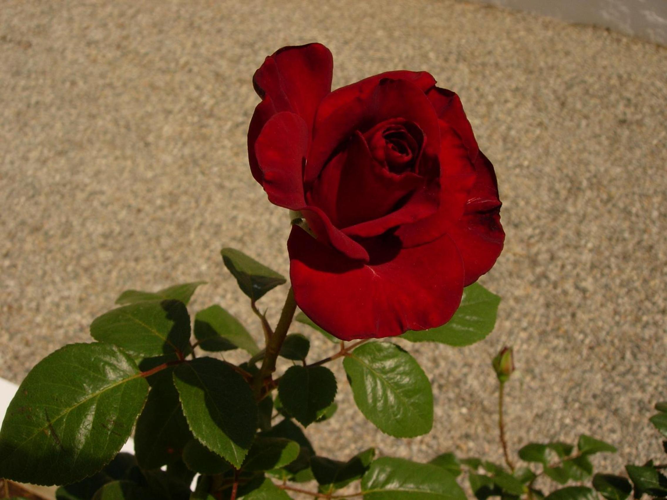 Photo 64