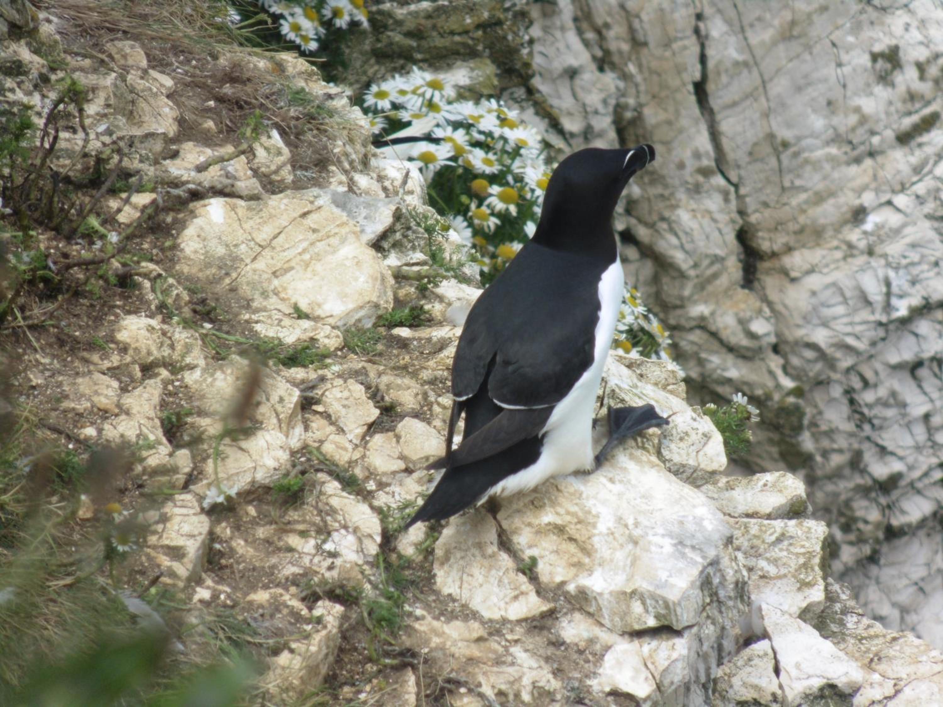Shearwater