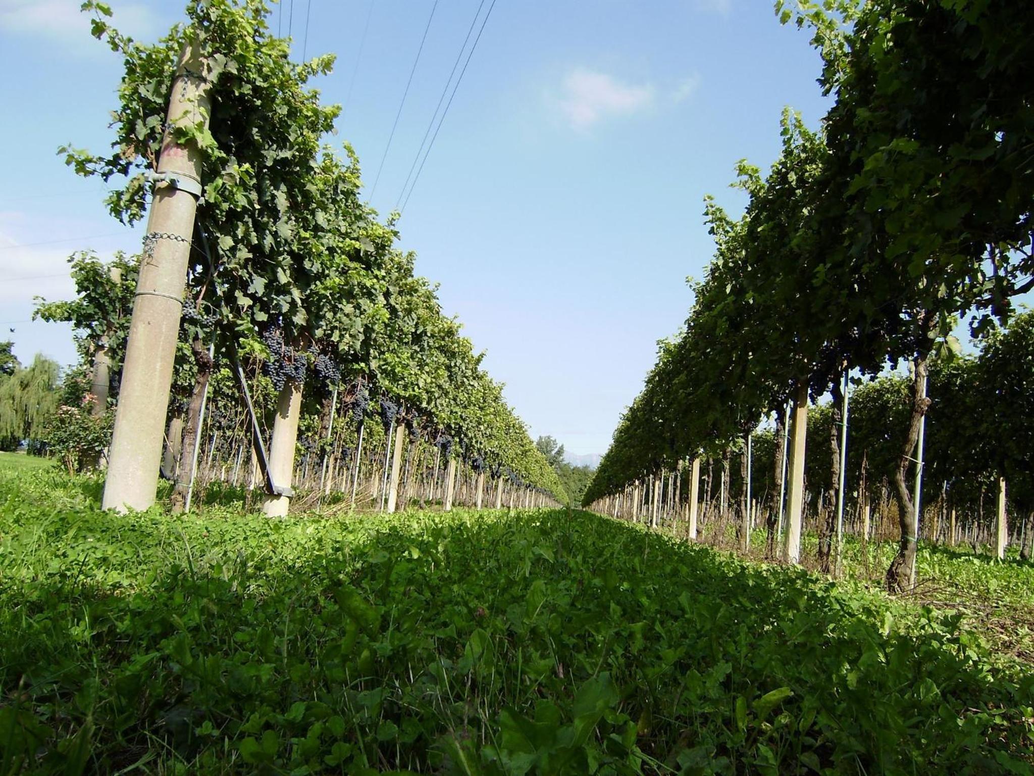Agriturismo Tonutti