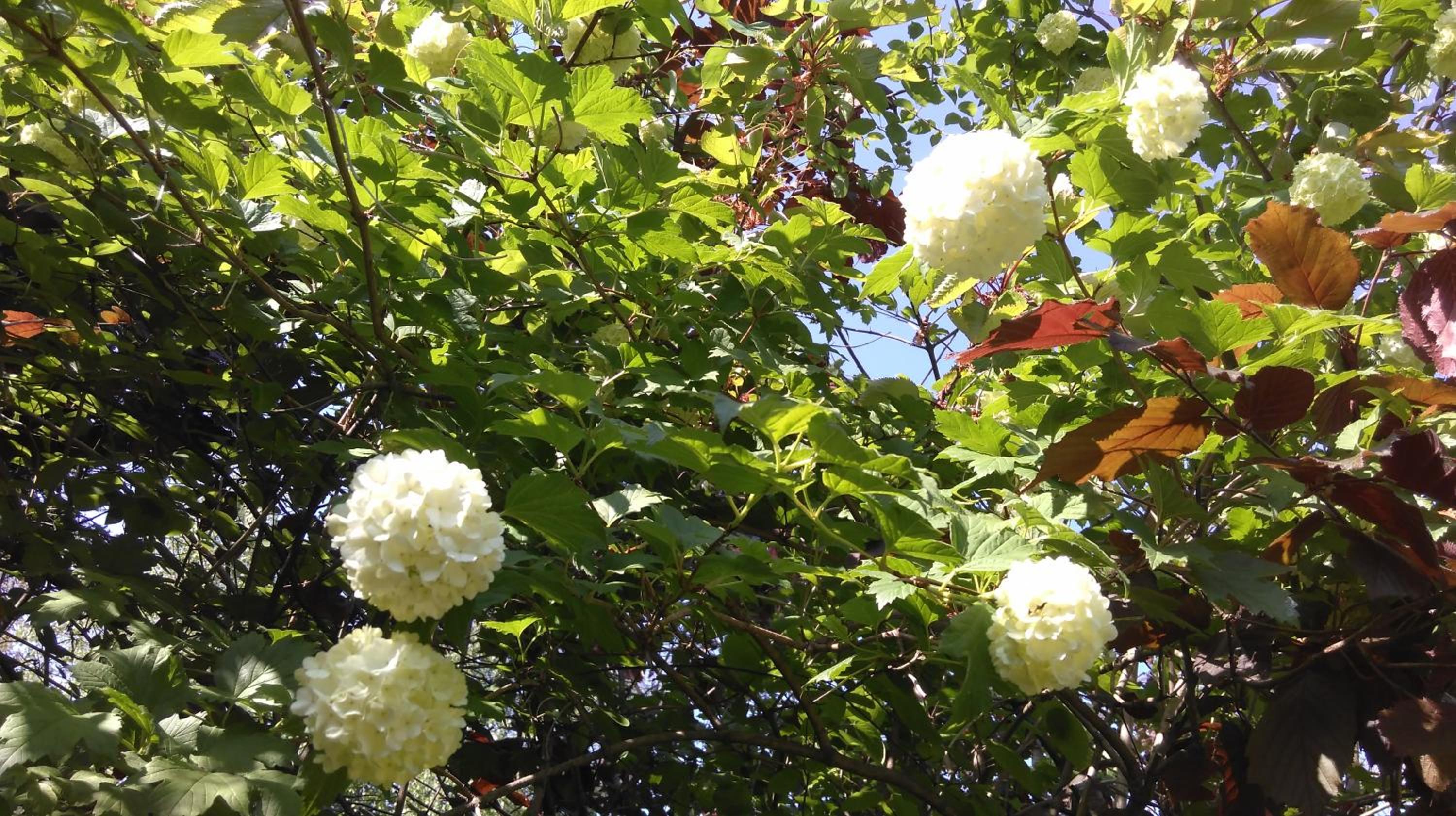 Photo 52