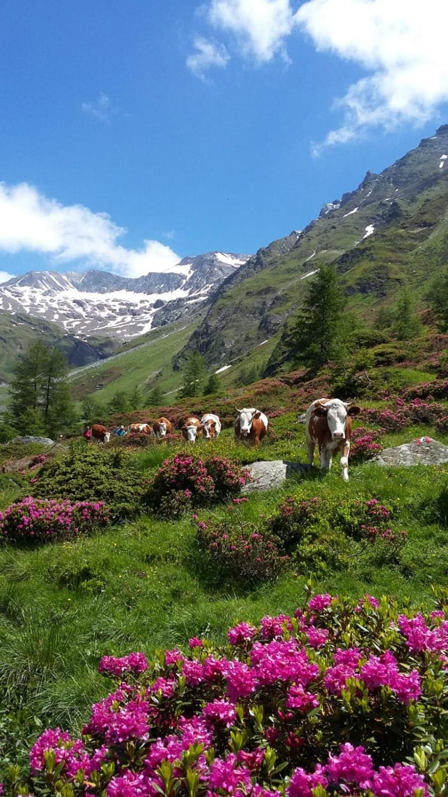 Gästehaus Zedlacherhof