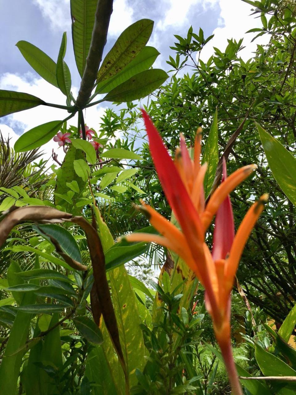 Blanconejo de Montezuma