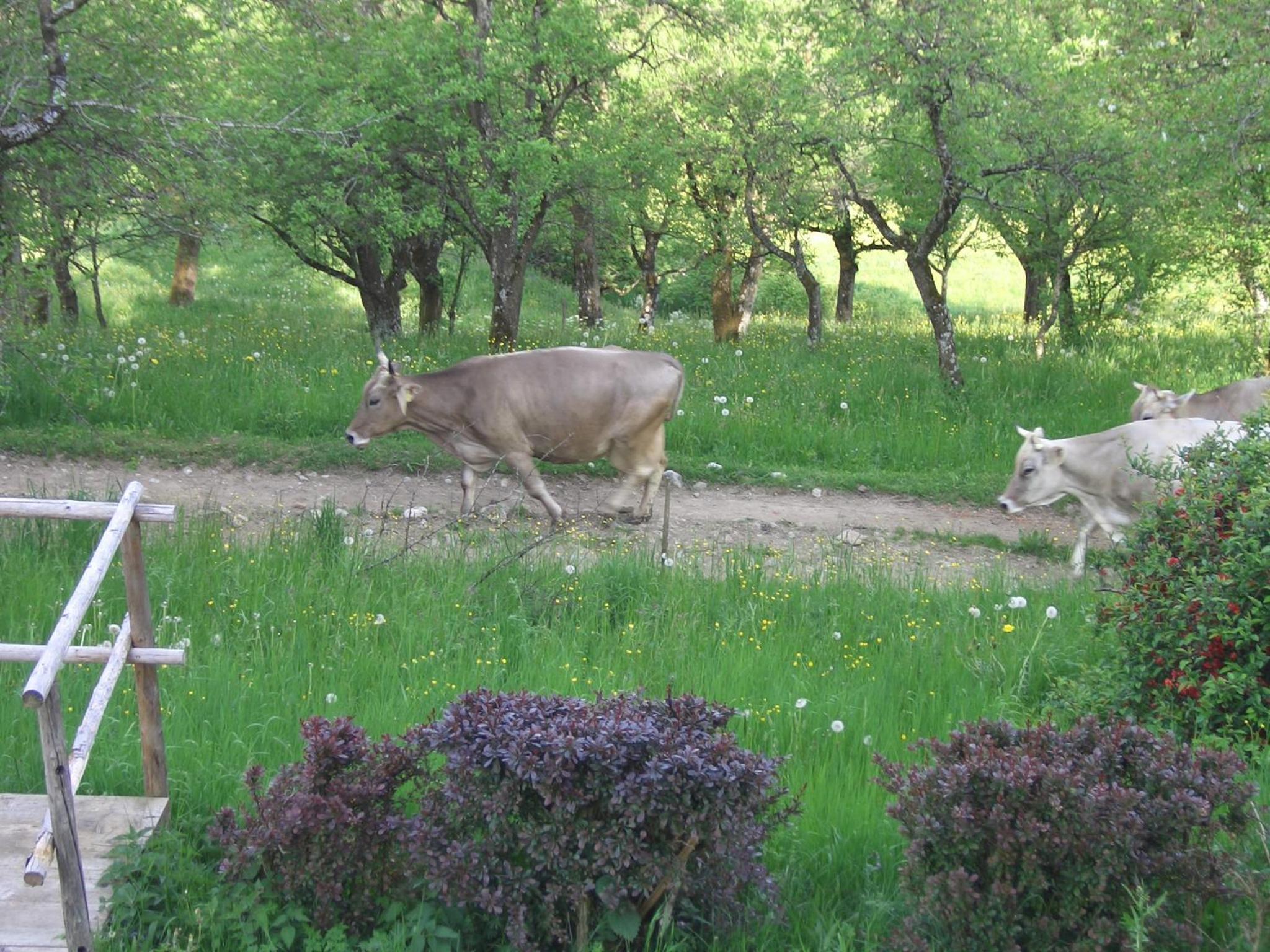 Photo 48