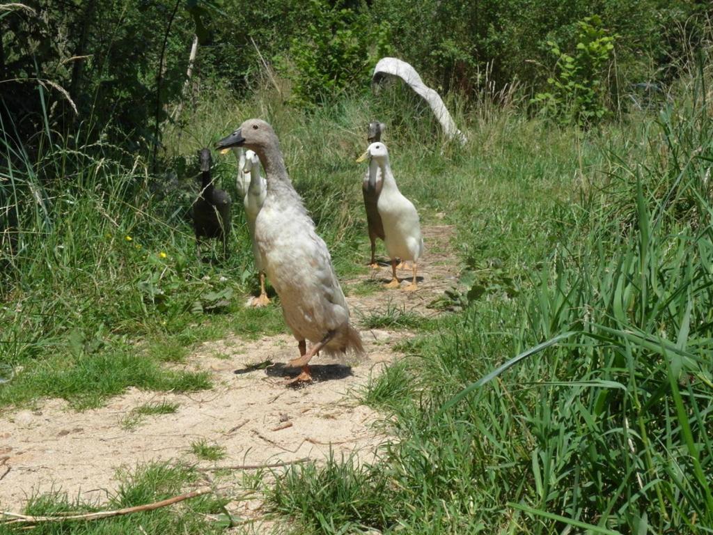 Photo 26