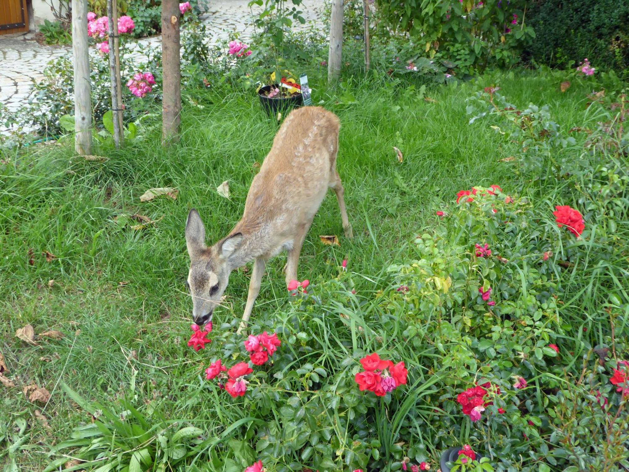 Photo 20