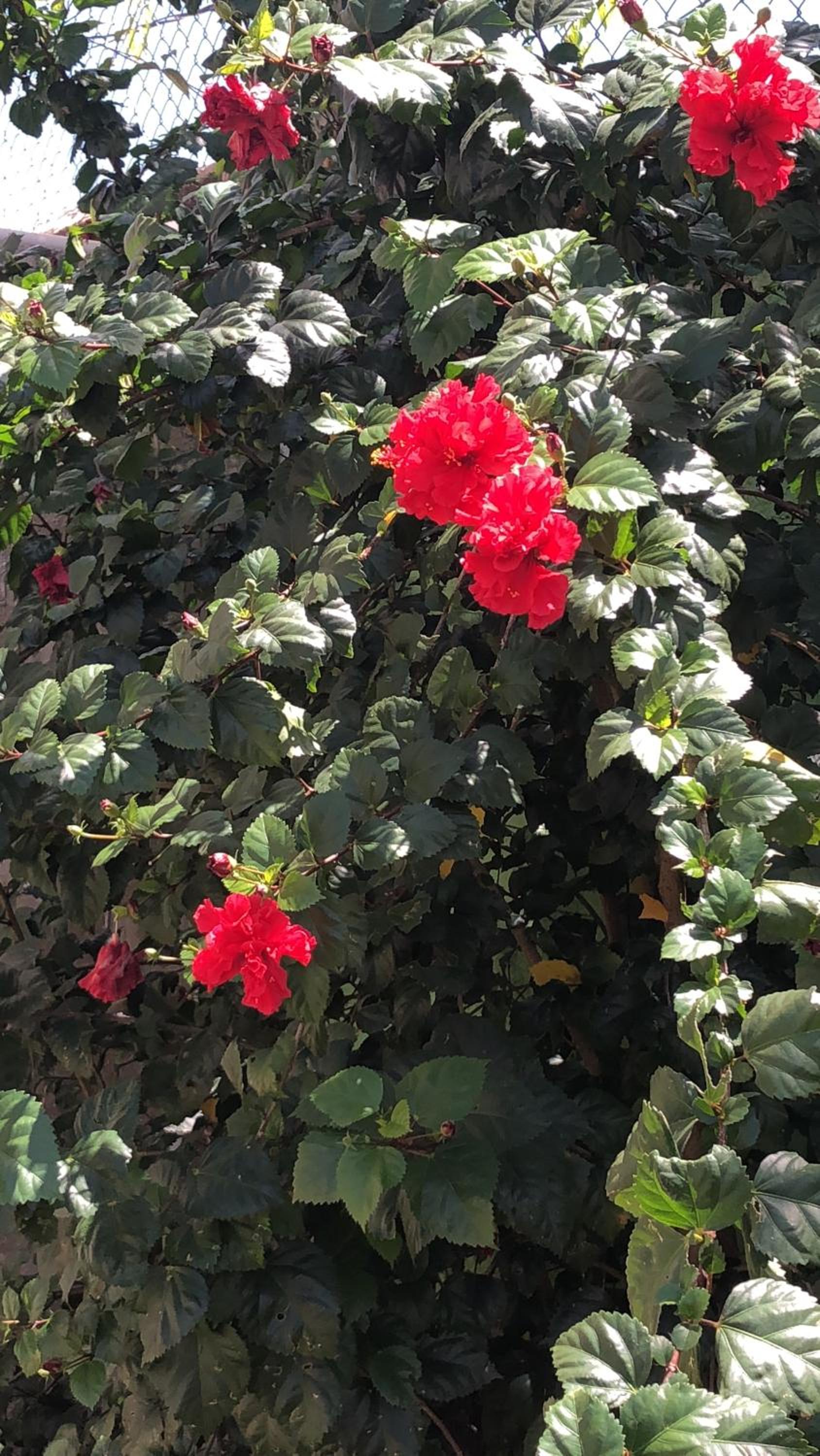 Photo 43