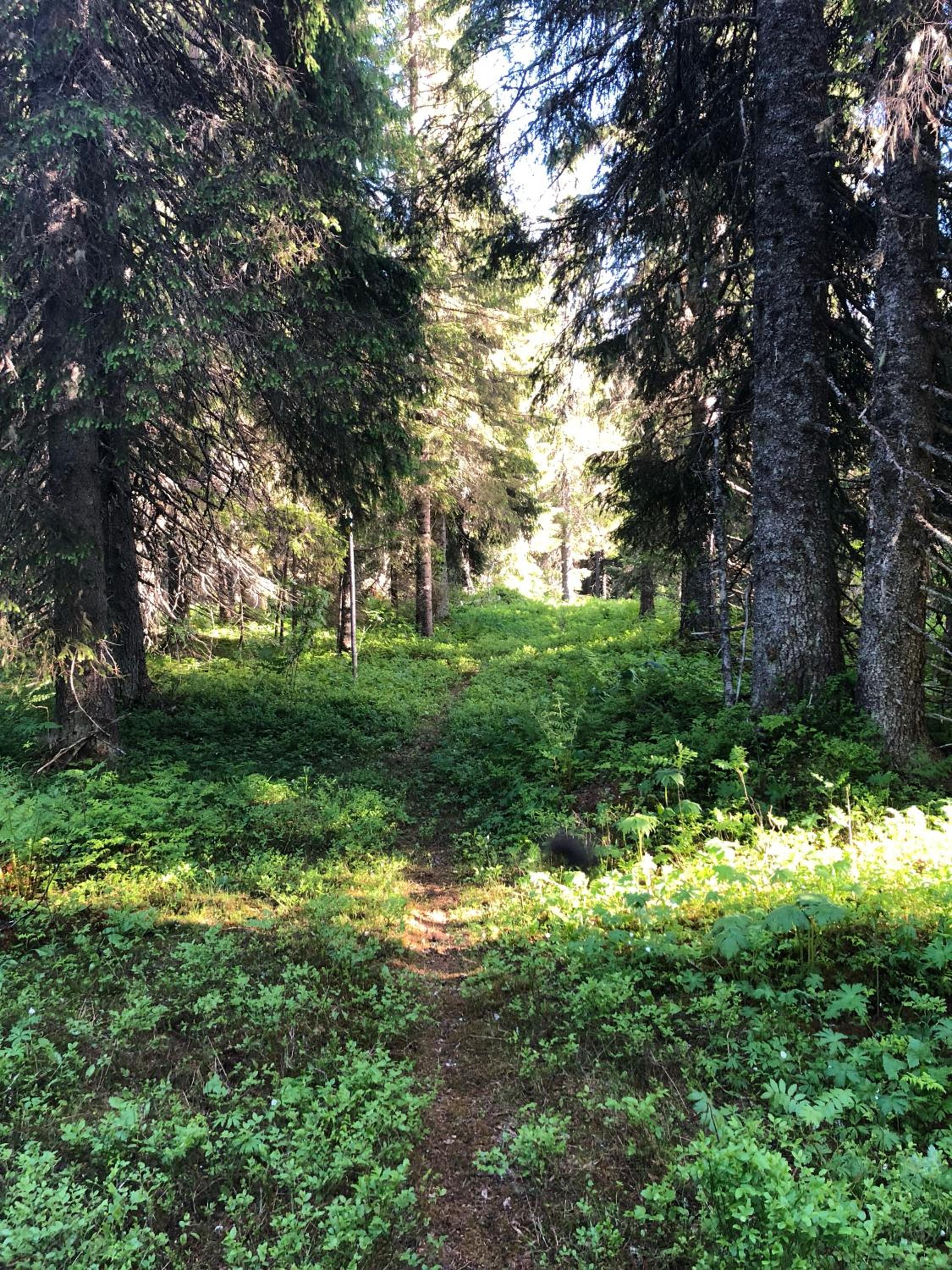 Fjällsikten Apartment view 5