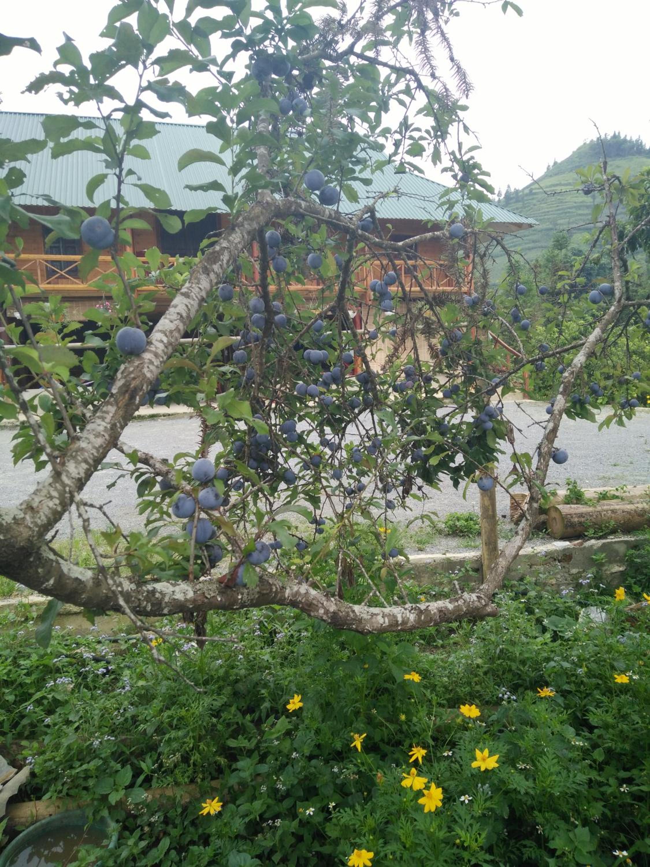 Flower hmong homestay