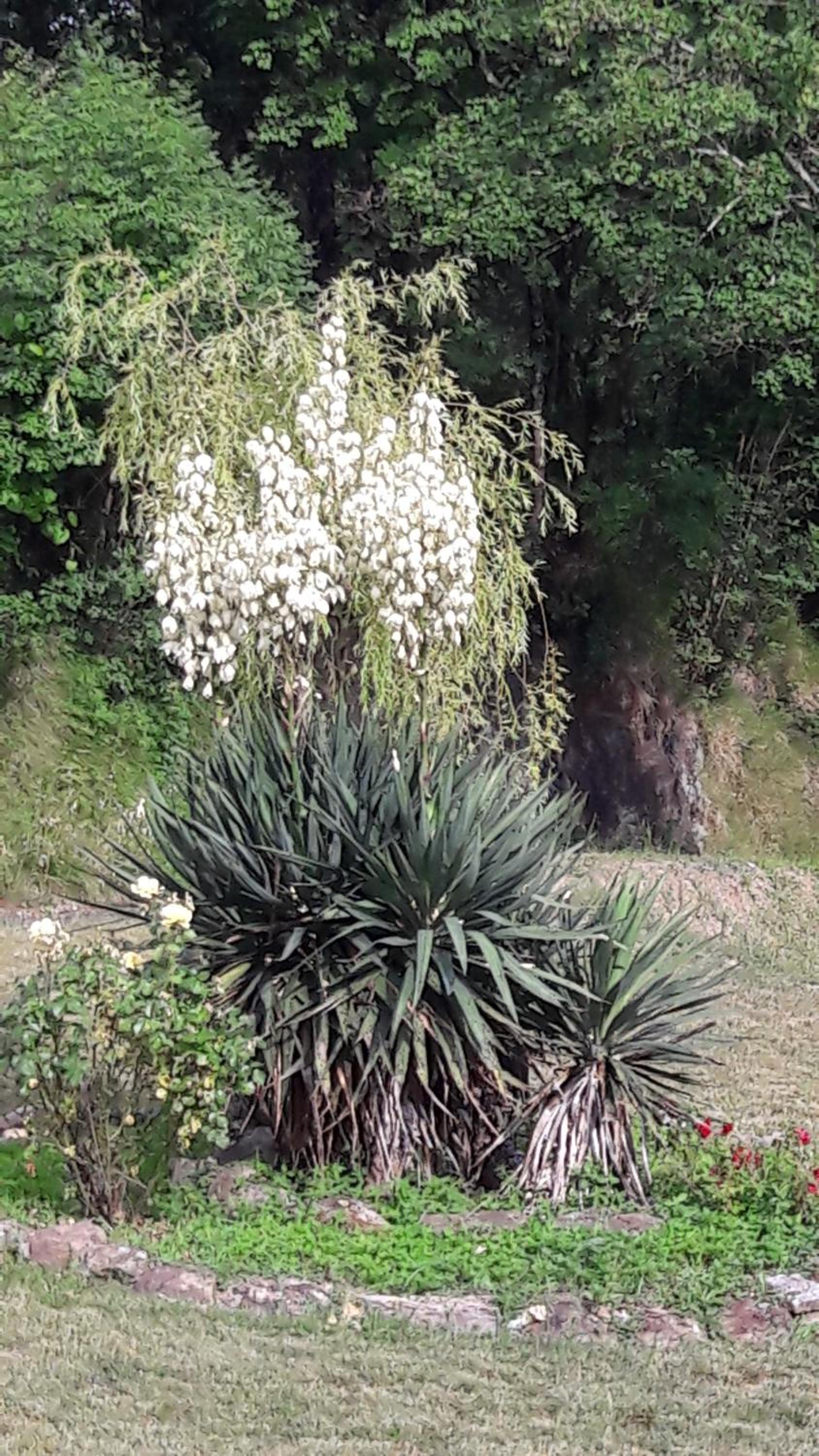 B&B Oasi Verde