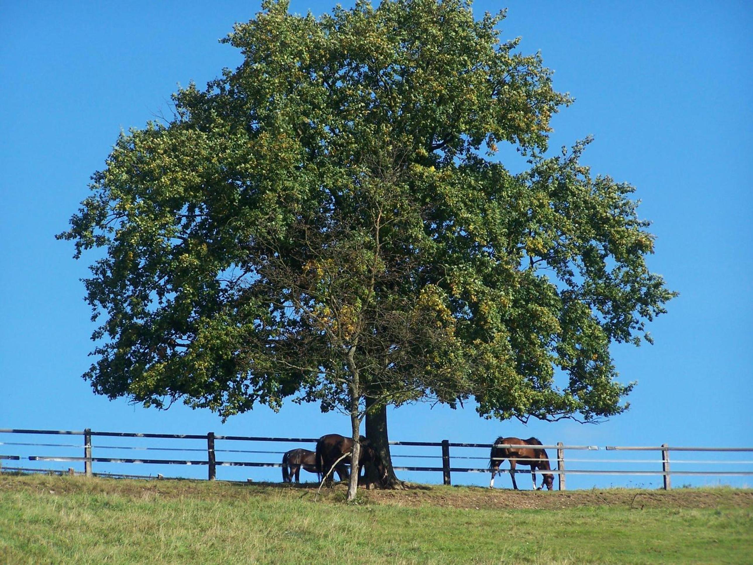 FeWo-Tannenhof