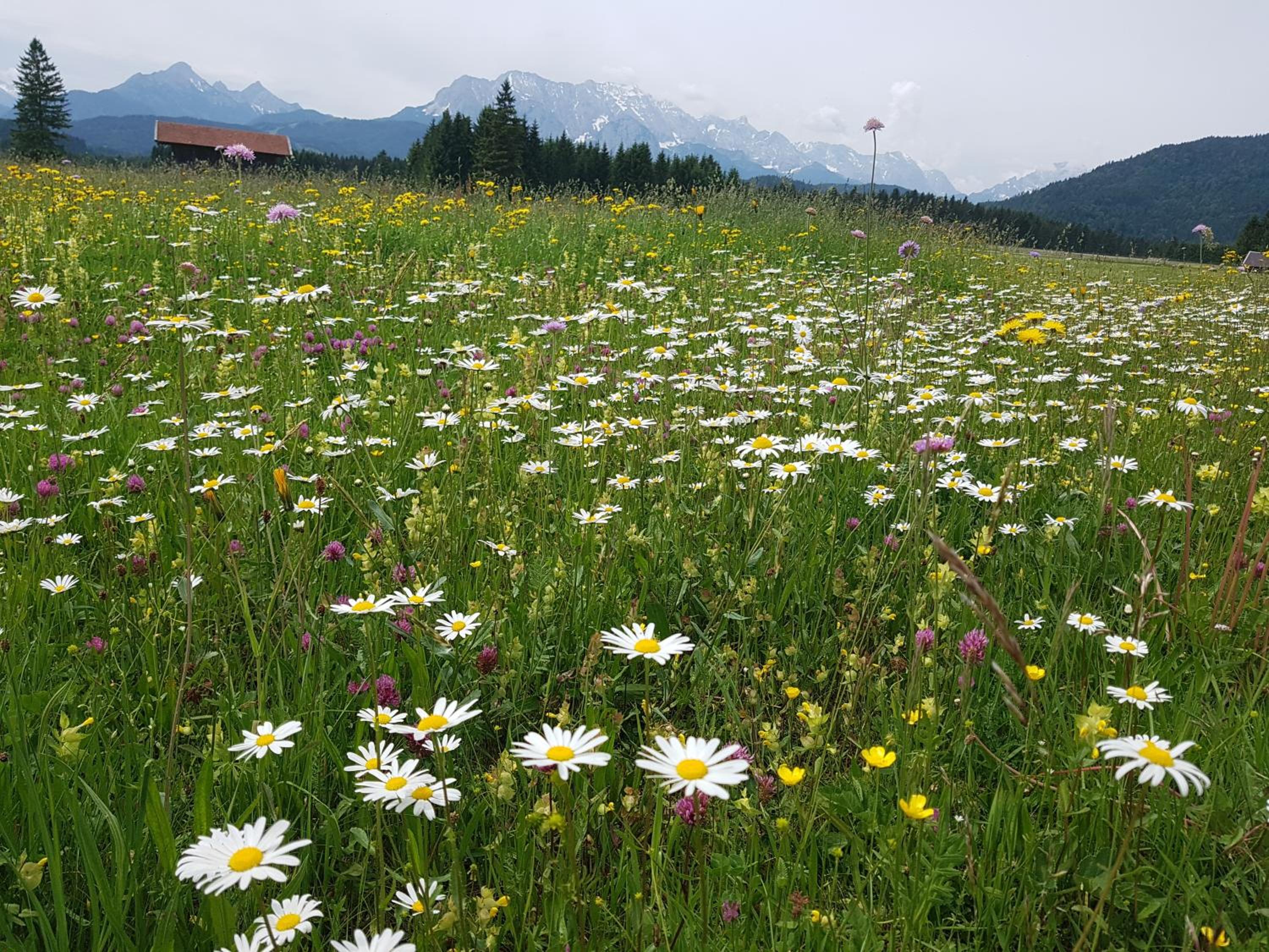 Ferienwohnung Soiernblick Krün Bärnbichl view 5