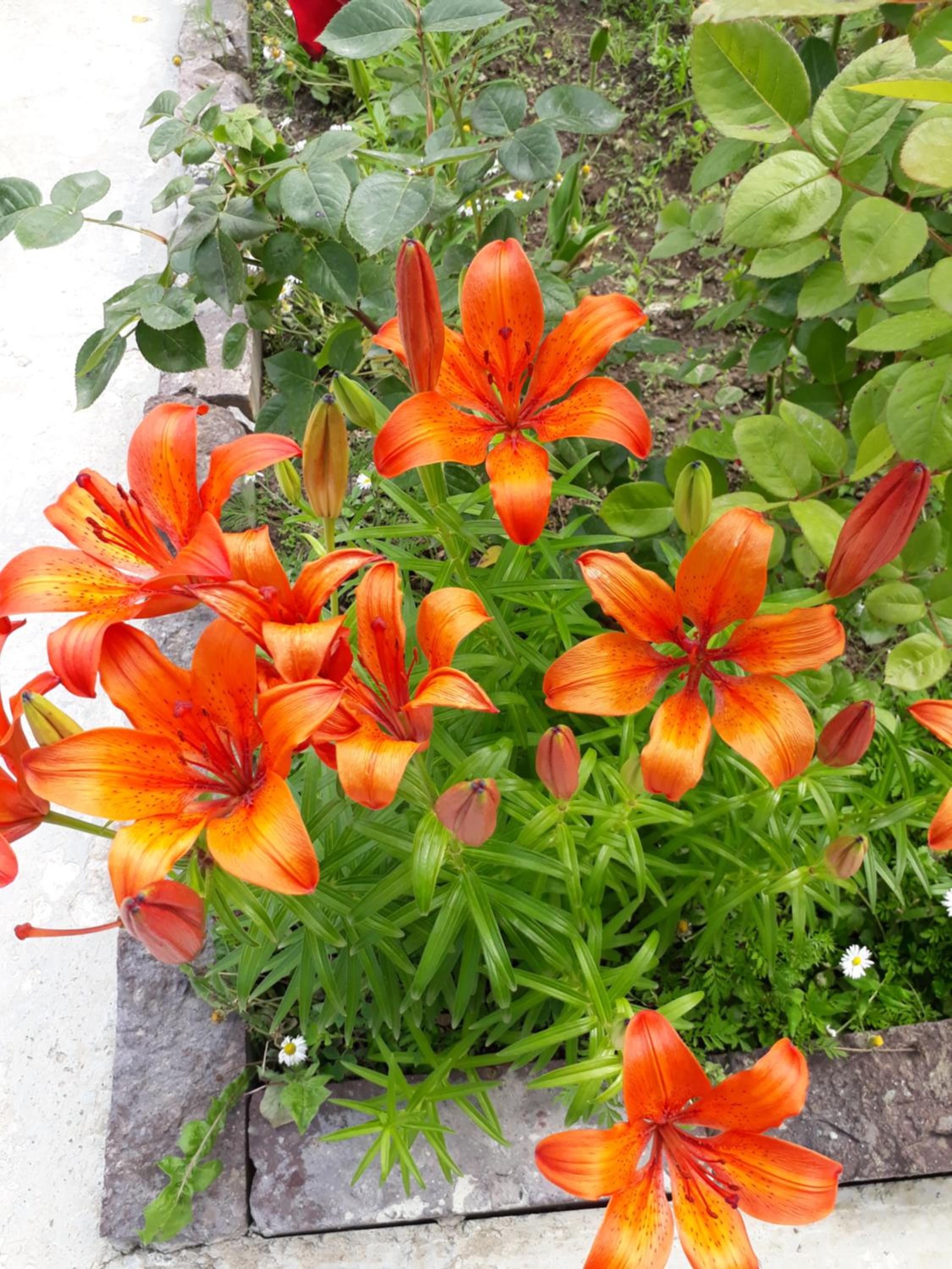 Green Dilijan B&B