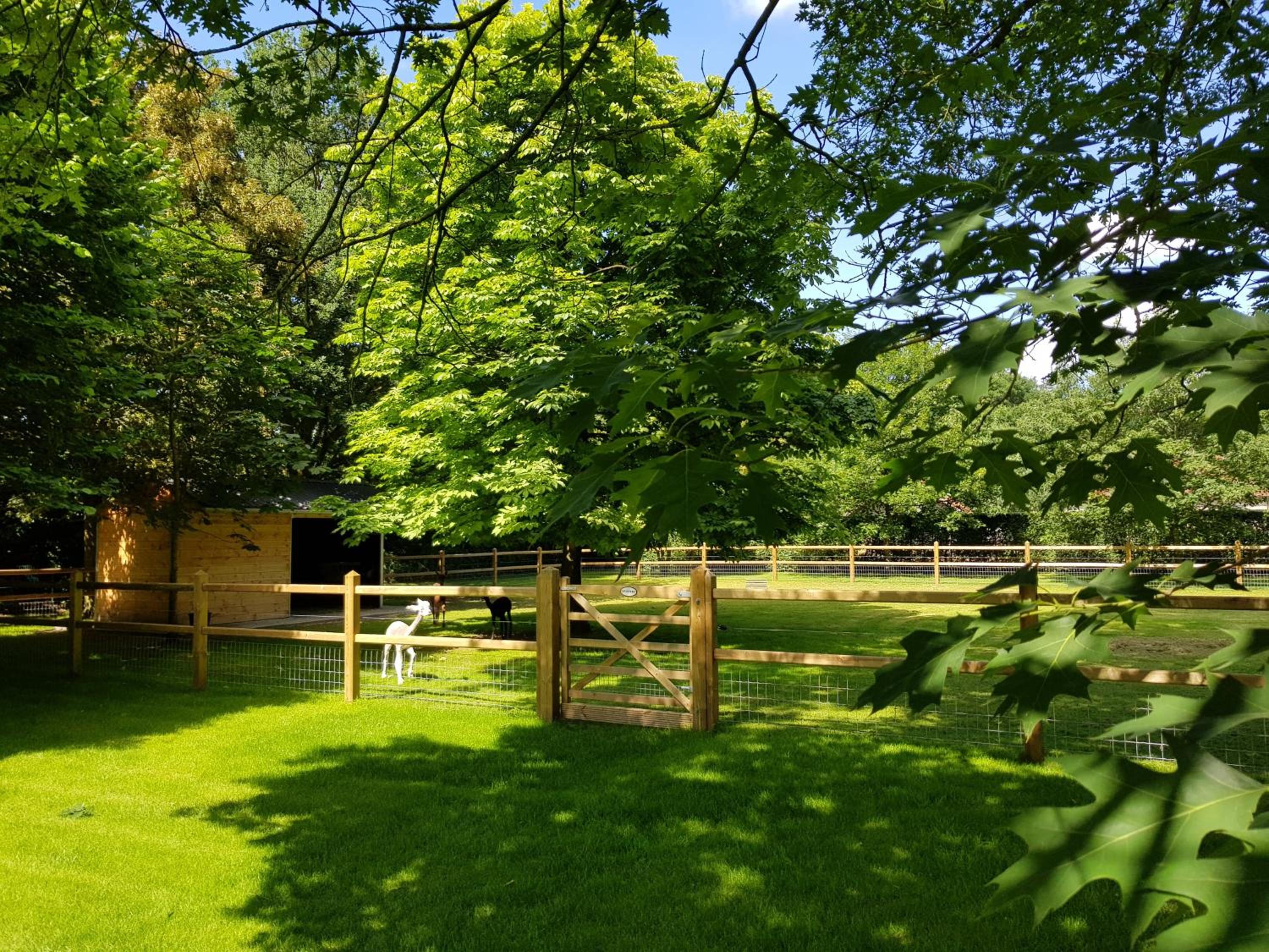 The Two Oaks