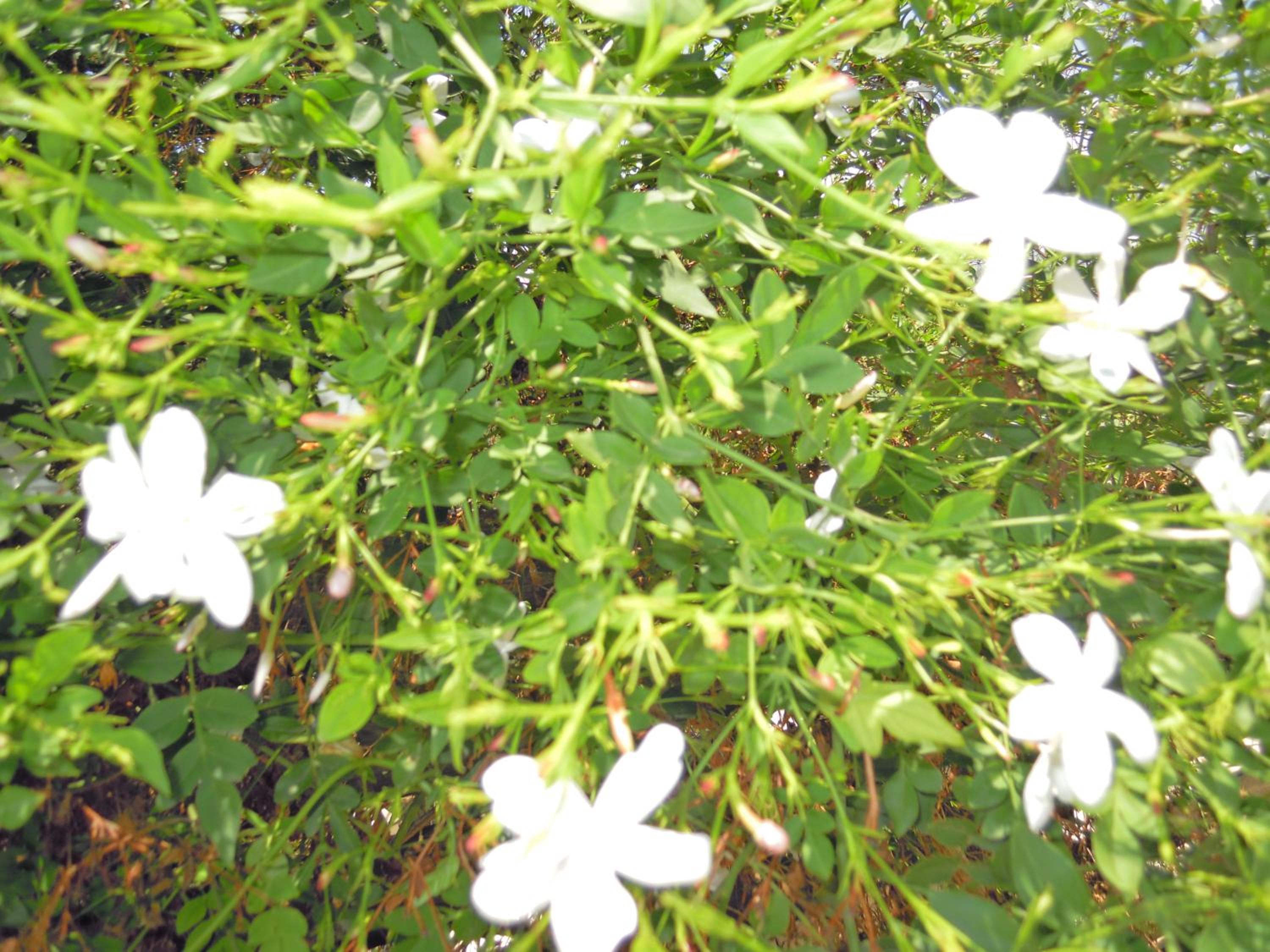 Photo 31